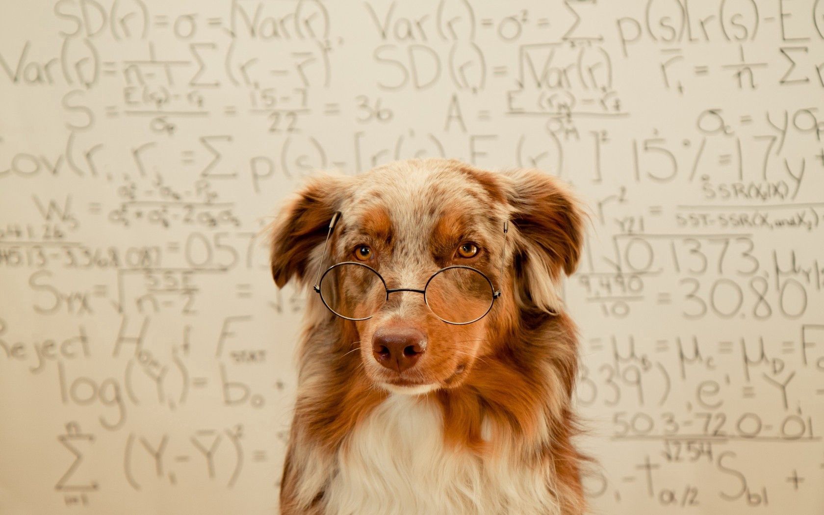 Download mobile wallpaper Animals, Spectacles, Dog, Glasses, Background for free.
