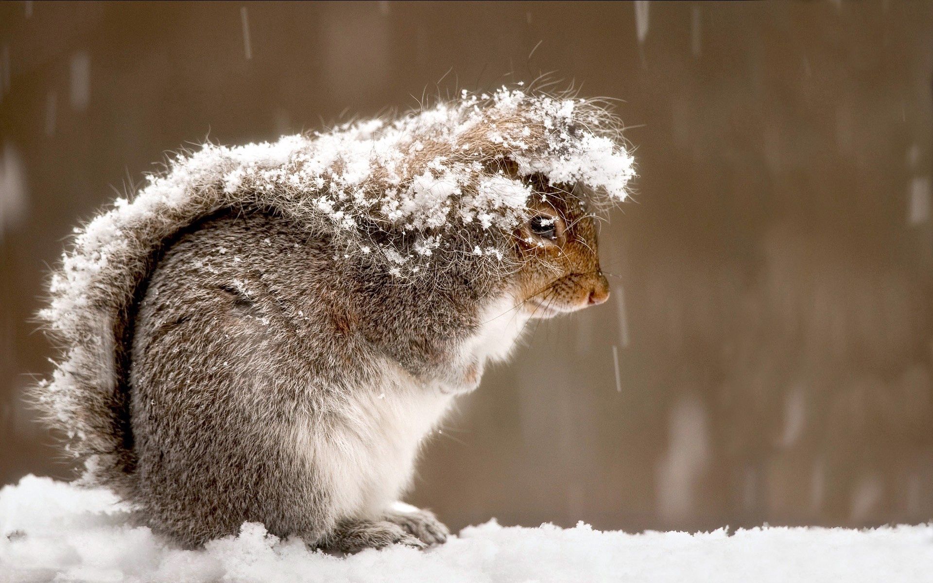Free download wallpaper Animals, Cold, Snow, Squirrel on your PC desktop