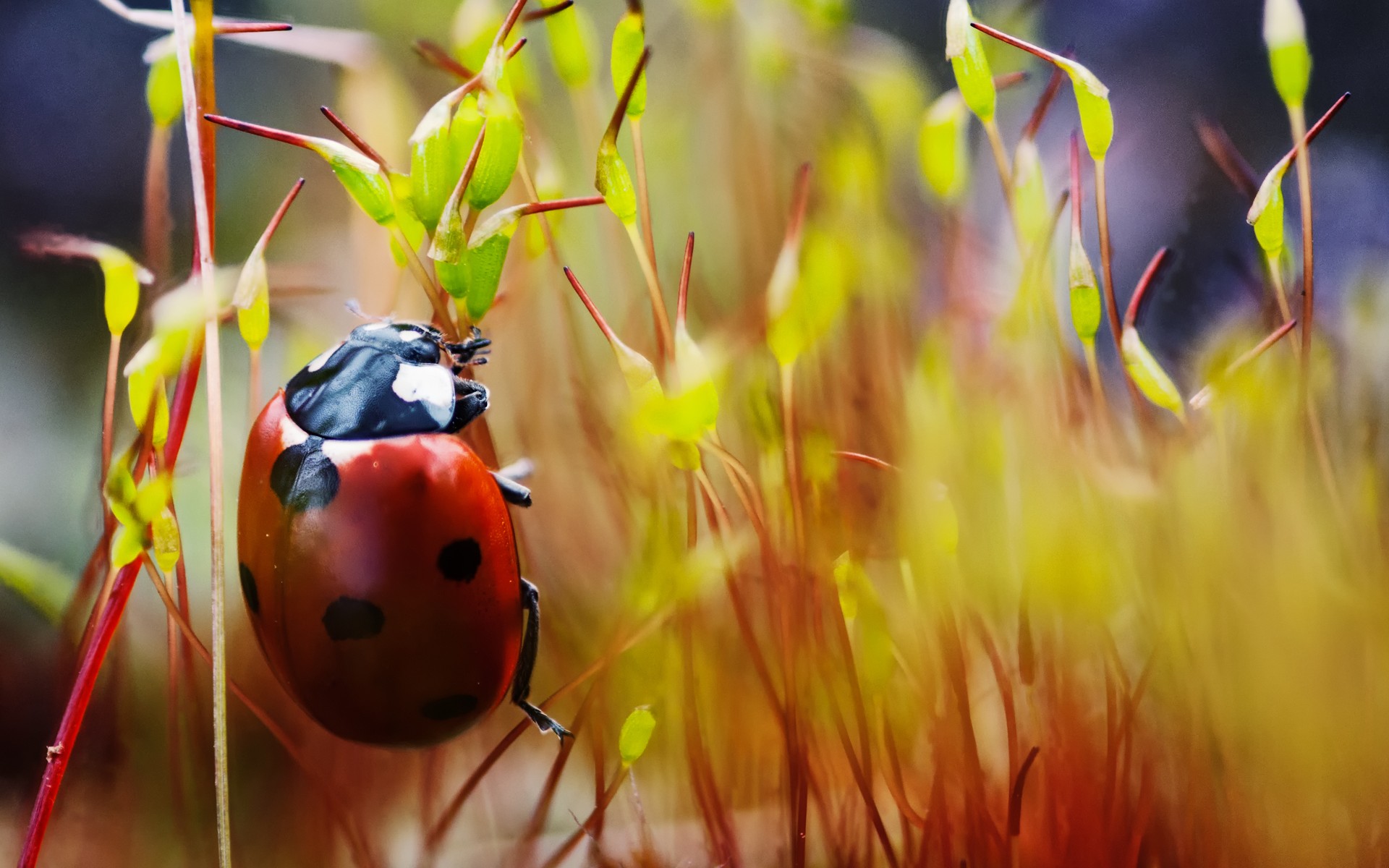bug, animal, ladybug Smartphone Background