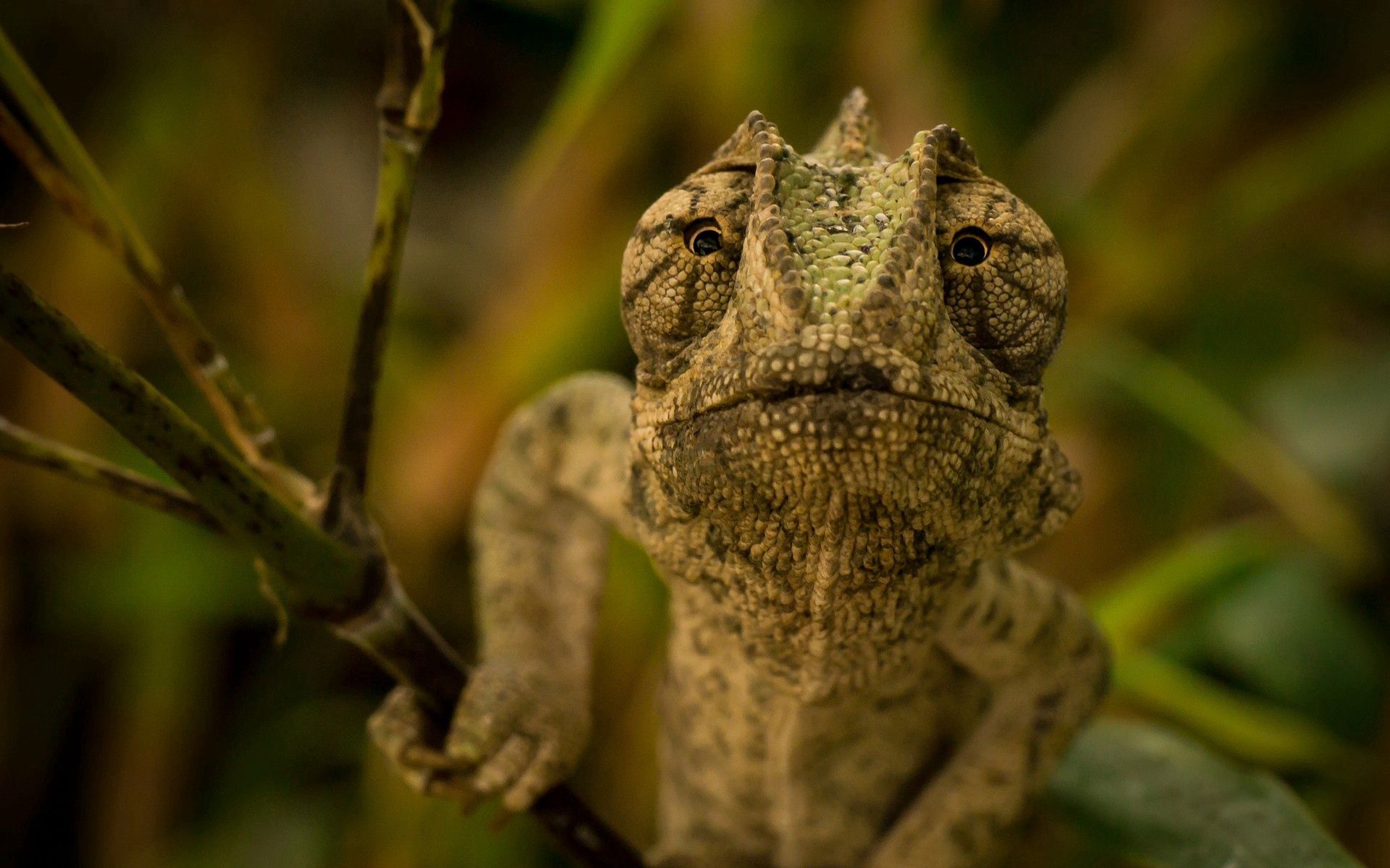 Laden Sie das Reptil, Reptile, Kopf, Tiere, Chamäleon-Bild kostenlos auf Ihren PC-Desktop herunter