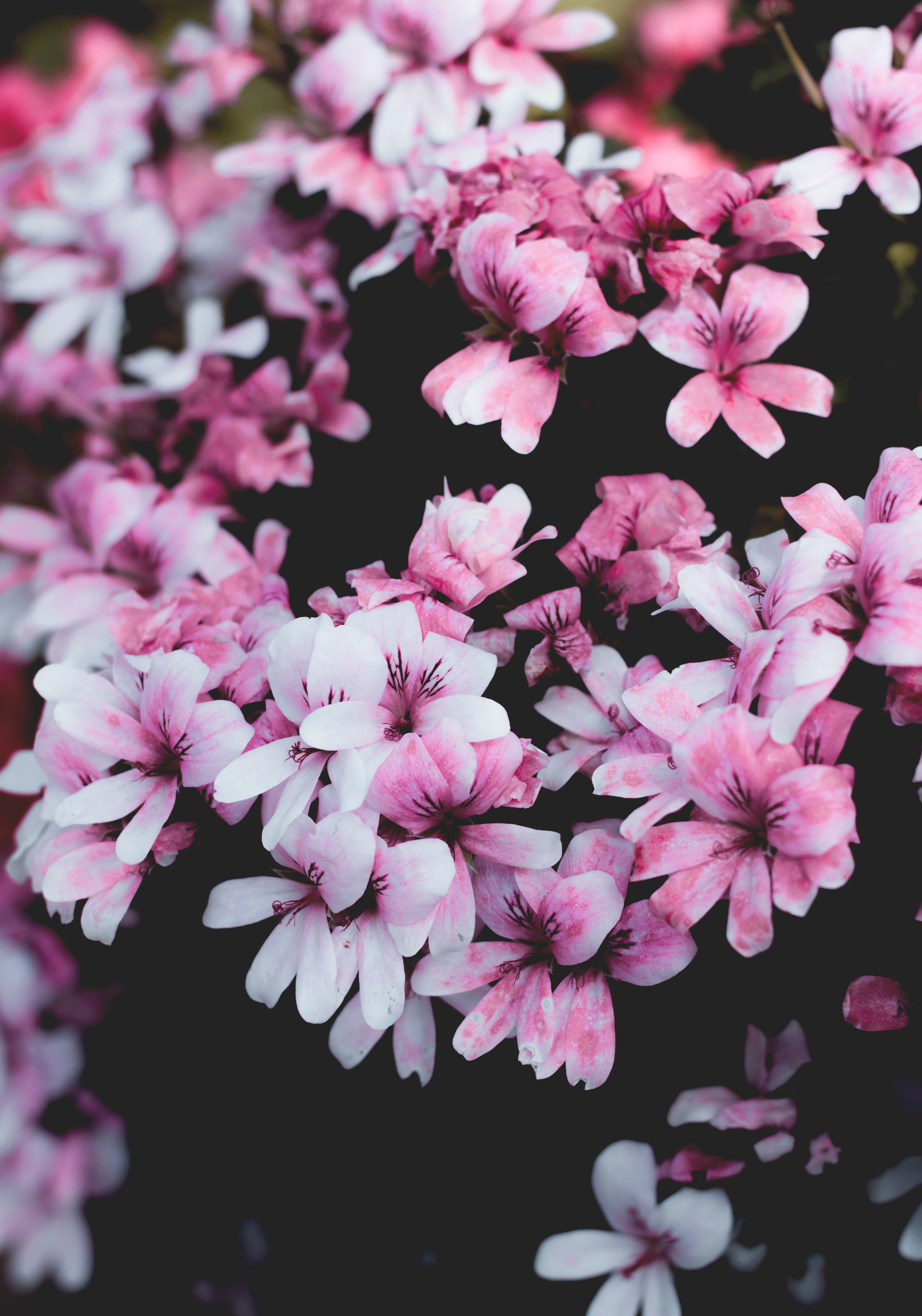 Download mobile wallpaper Geranium, Bush, Bloom, Flowering, Flowers, Pink for free.