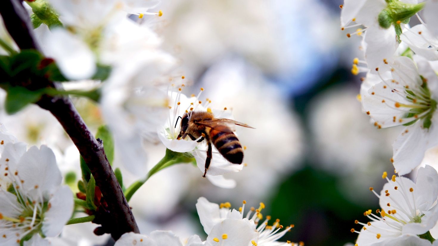 Какие отношения складываются между вишней и пчелой