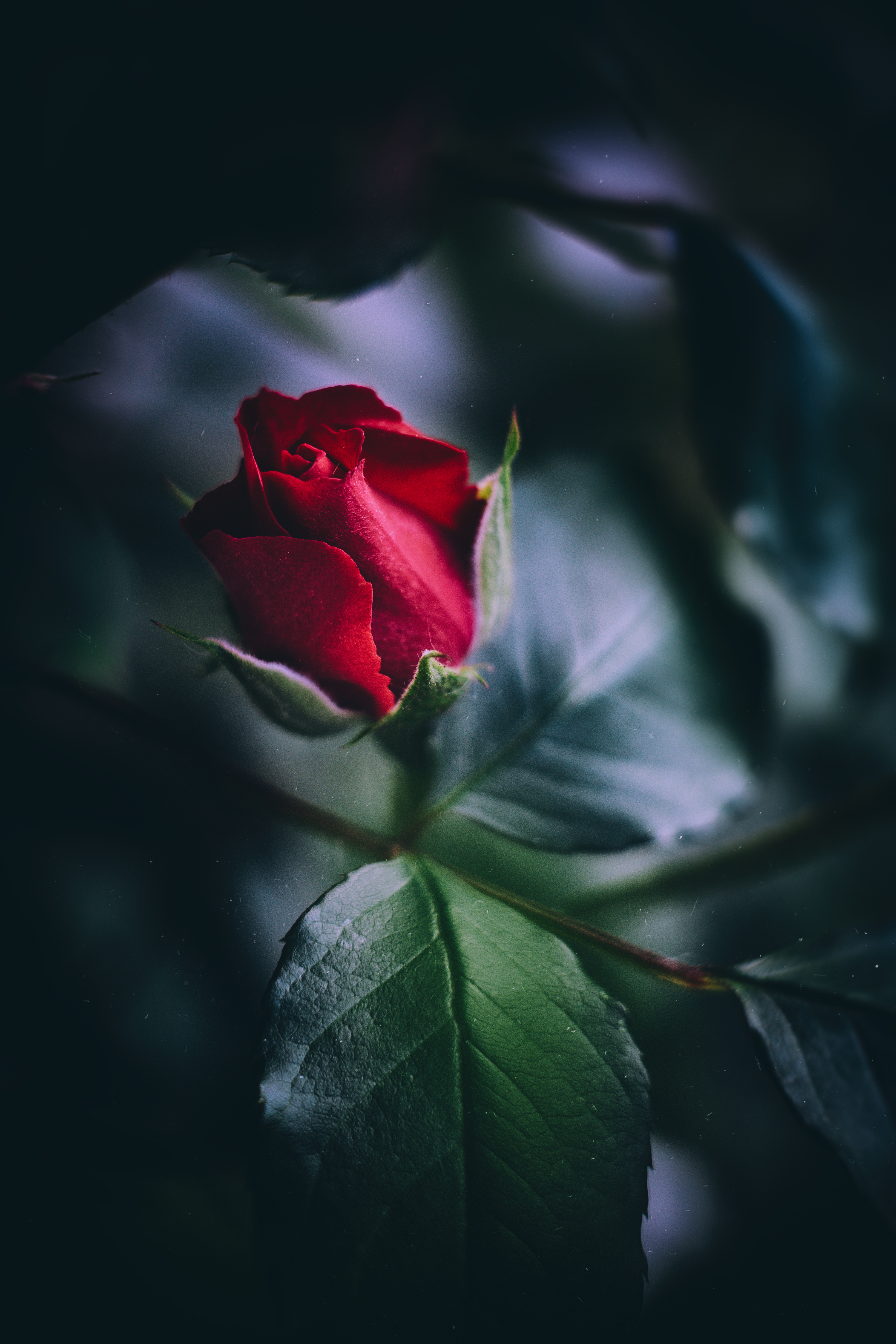 rose flower, leaves, red, macro, rose, bud, close up 1080p