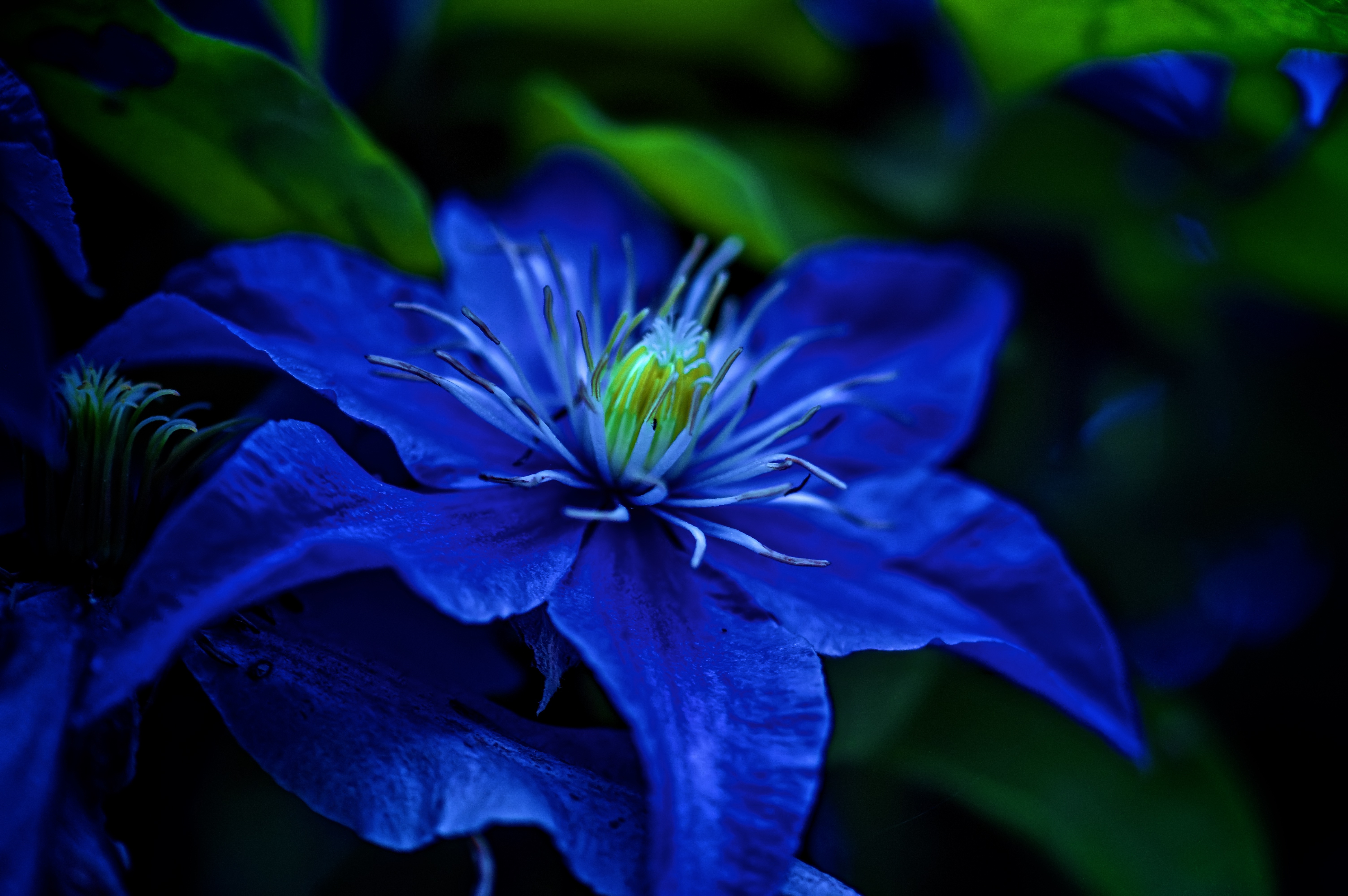 Синие цветы на языке цветов. Блуе Фловер. Синие цветы. Цветы синего цвета. Темно синие цветы.
