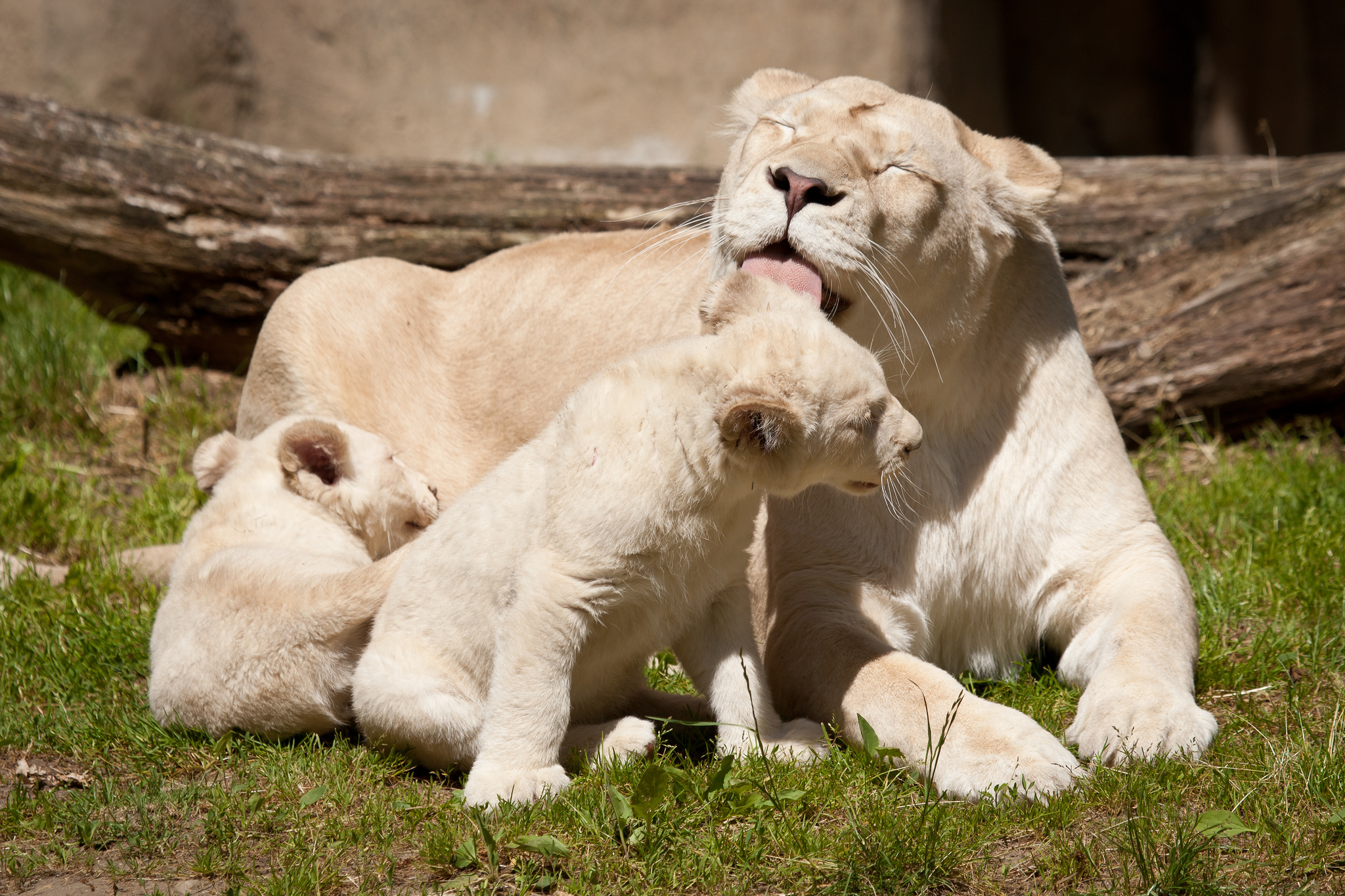 599032 télécharger l'image lion blanc, animaux - fonds d'écran et économiseurs d'écran gratuits