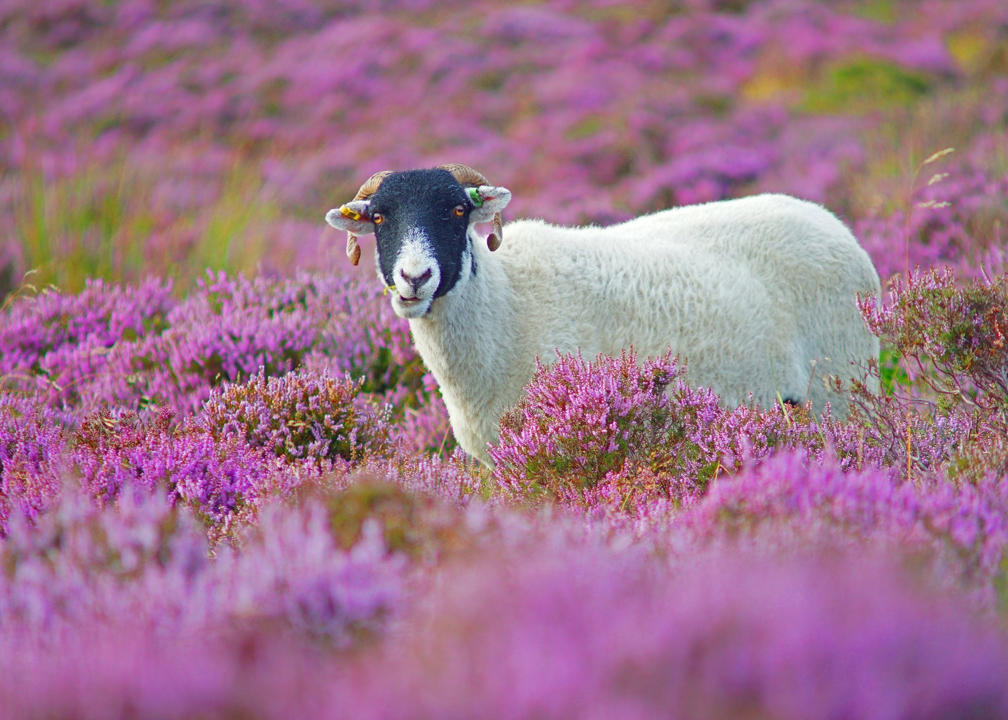 Шотландия Вересковые поля овечки