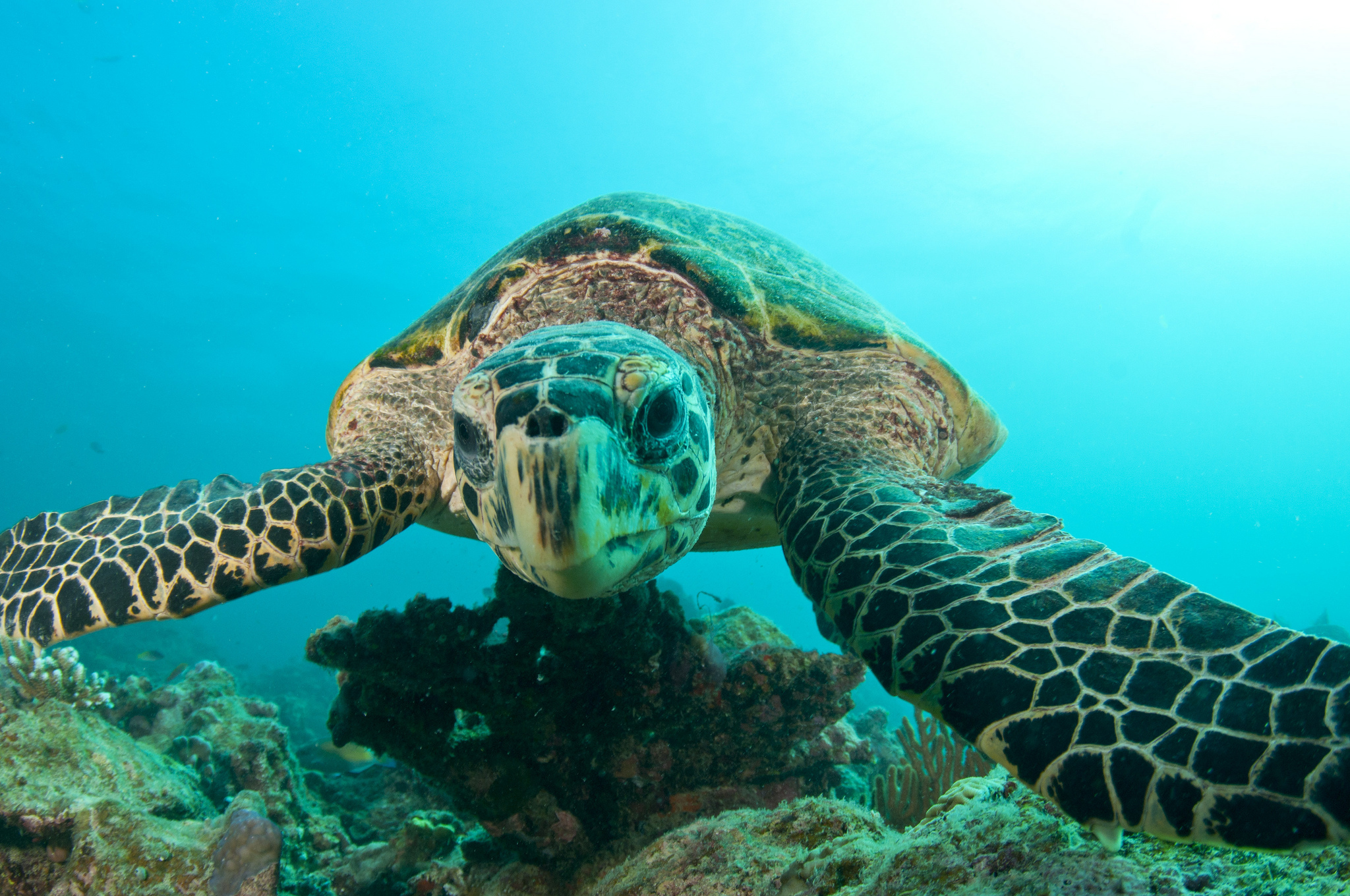 Подотряд морские черепахи