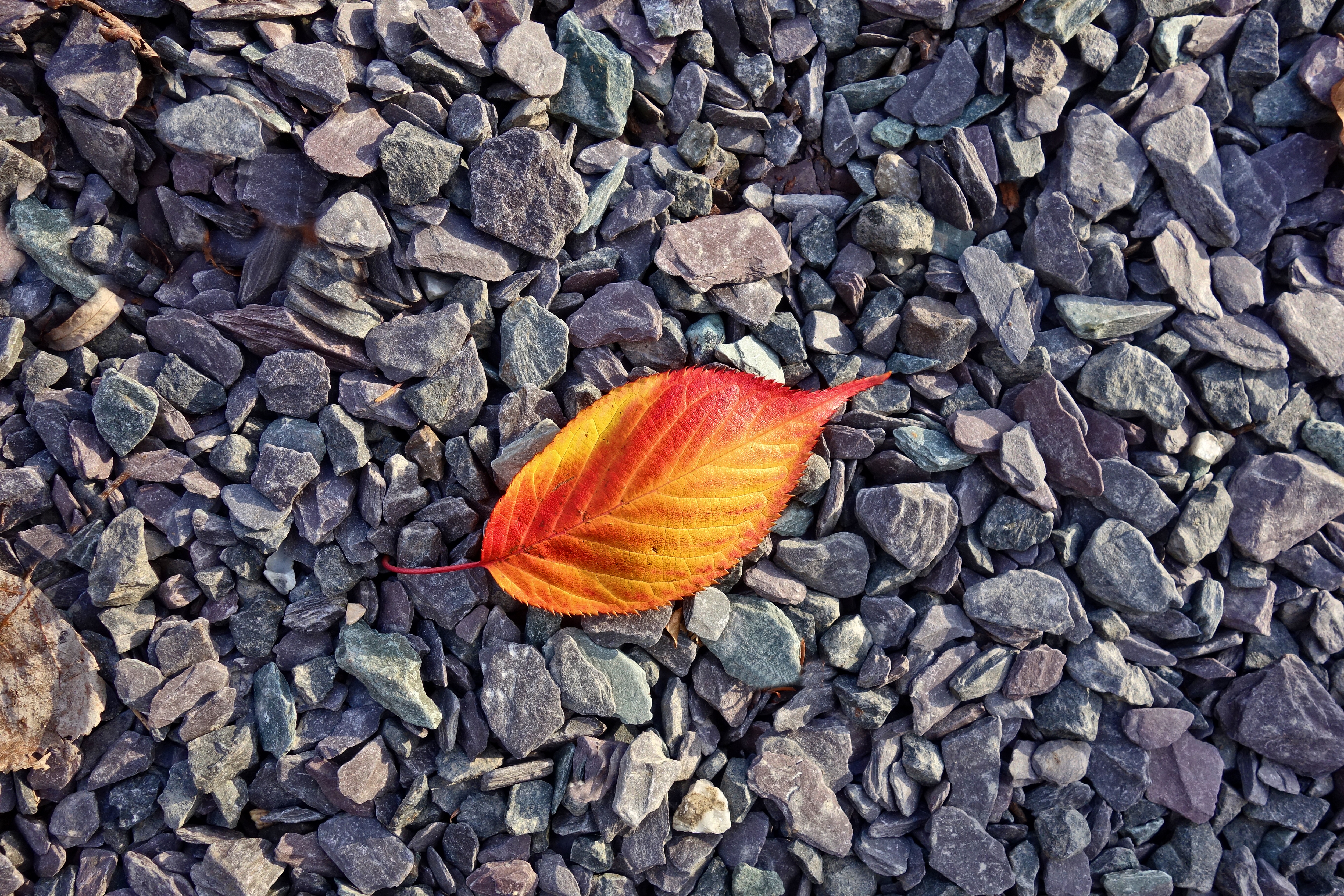 Leaf stone. Листья на камнях. Осенние камни. Осенние листья на камнях. Каменный лист.