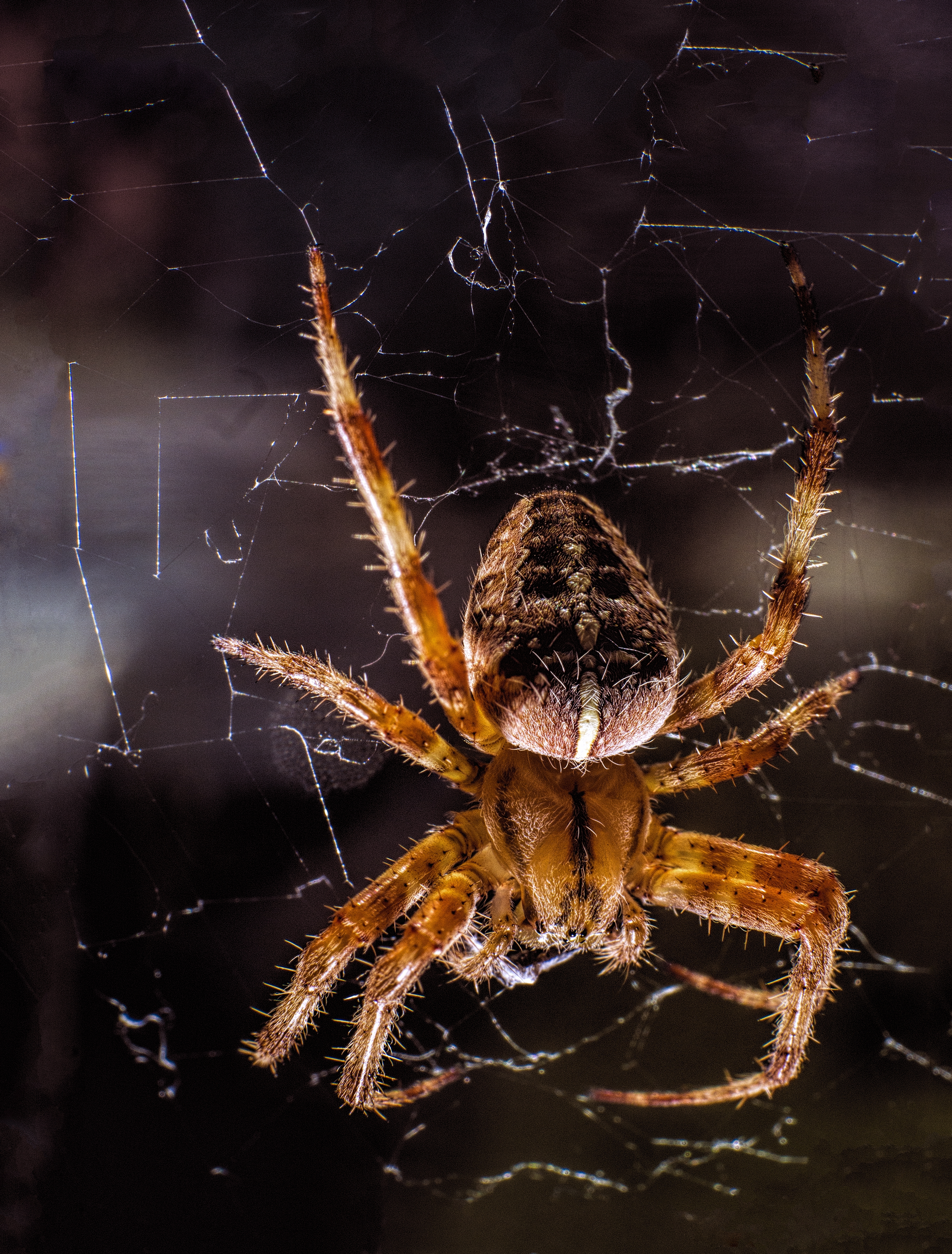 close up, web, macro, insect, paws, spider HD wallpaper