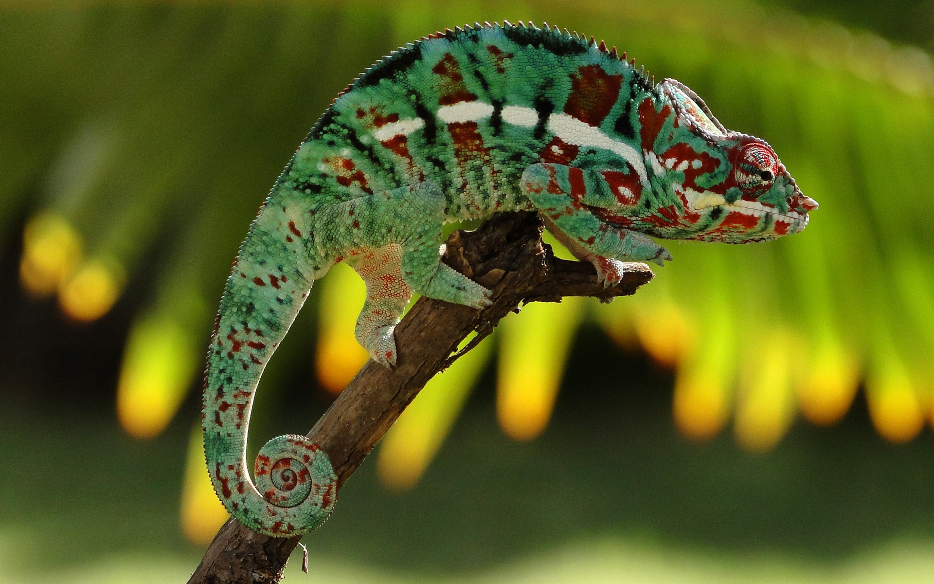 animal, chameleon, lizard, reptiles HD wallpaper