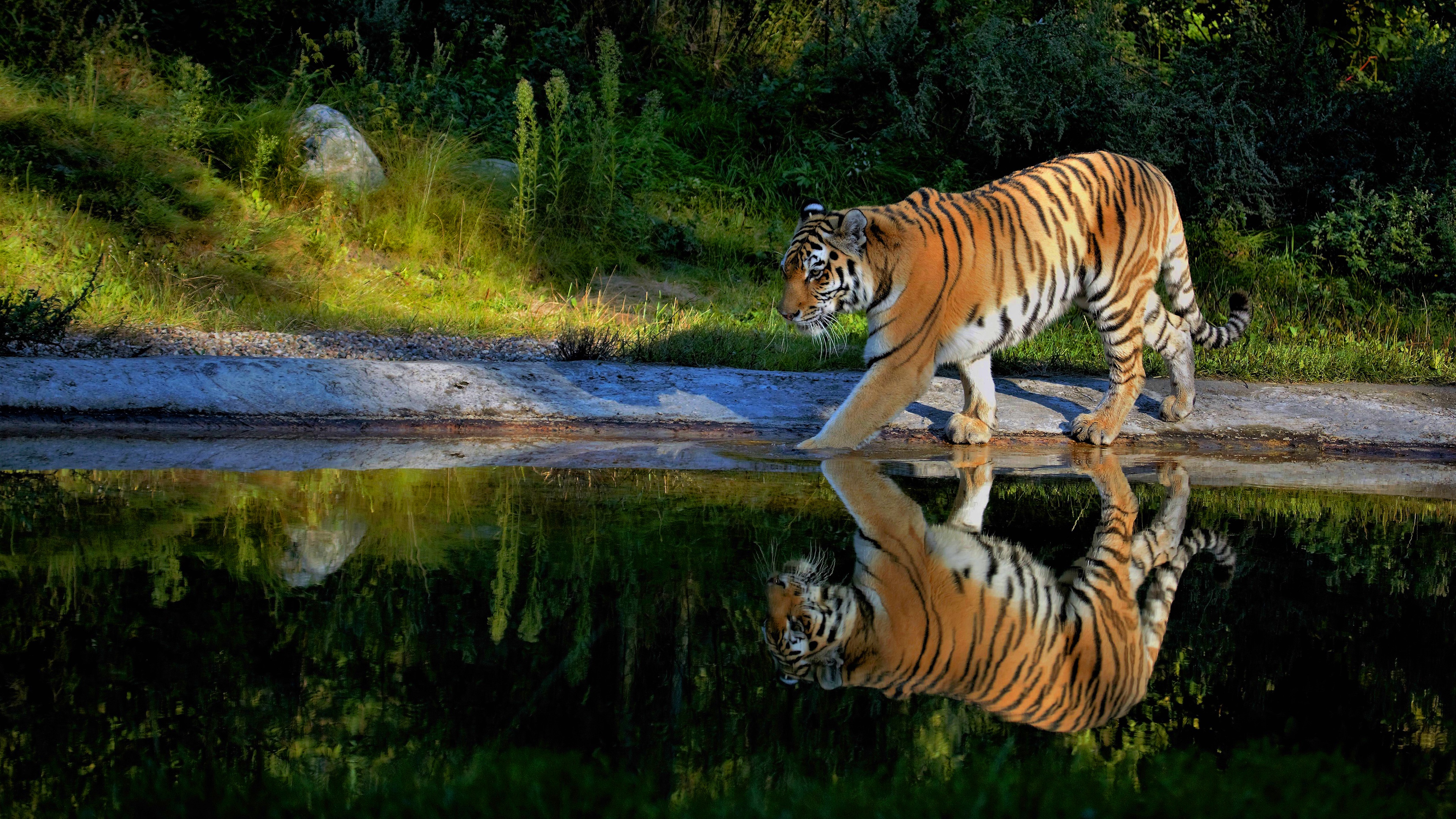 Амурский тигр в реке