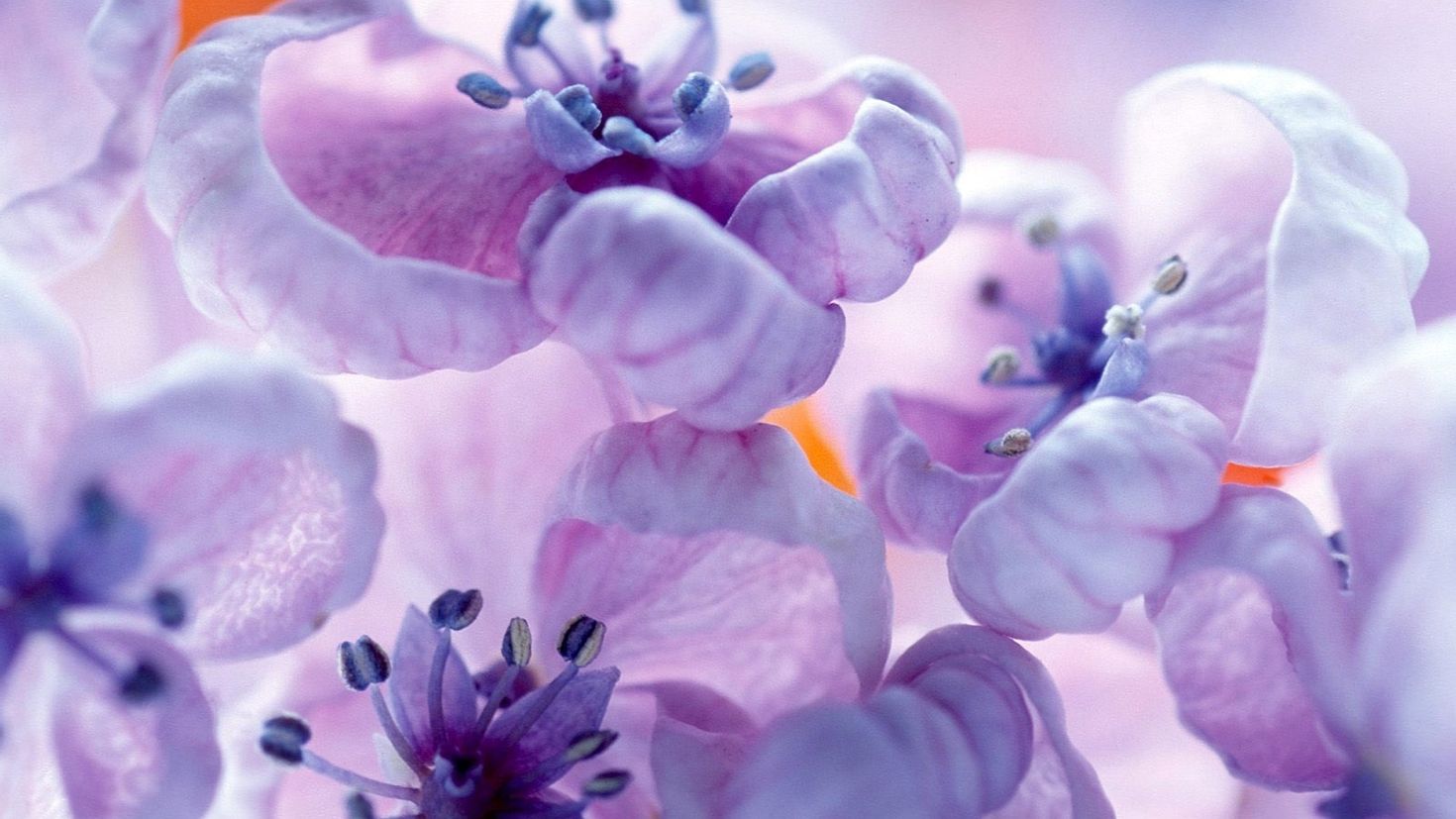 Обои на айфон март. Фиолетовые цветы. Сиреневые цветы. Фиолетовый цвет. Нежный цветок.