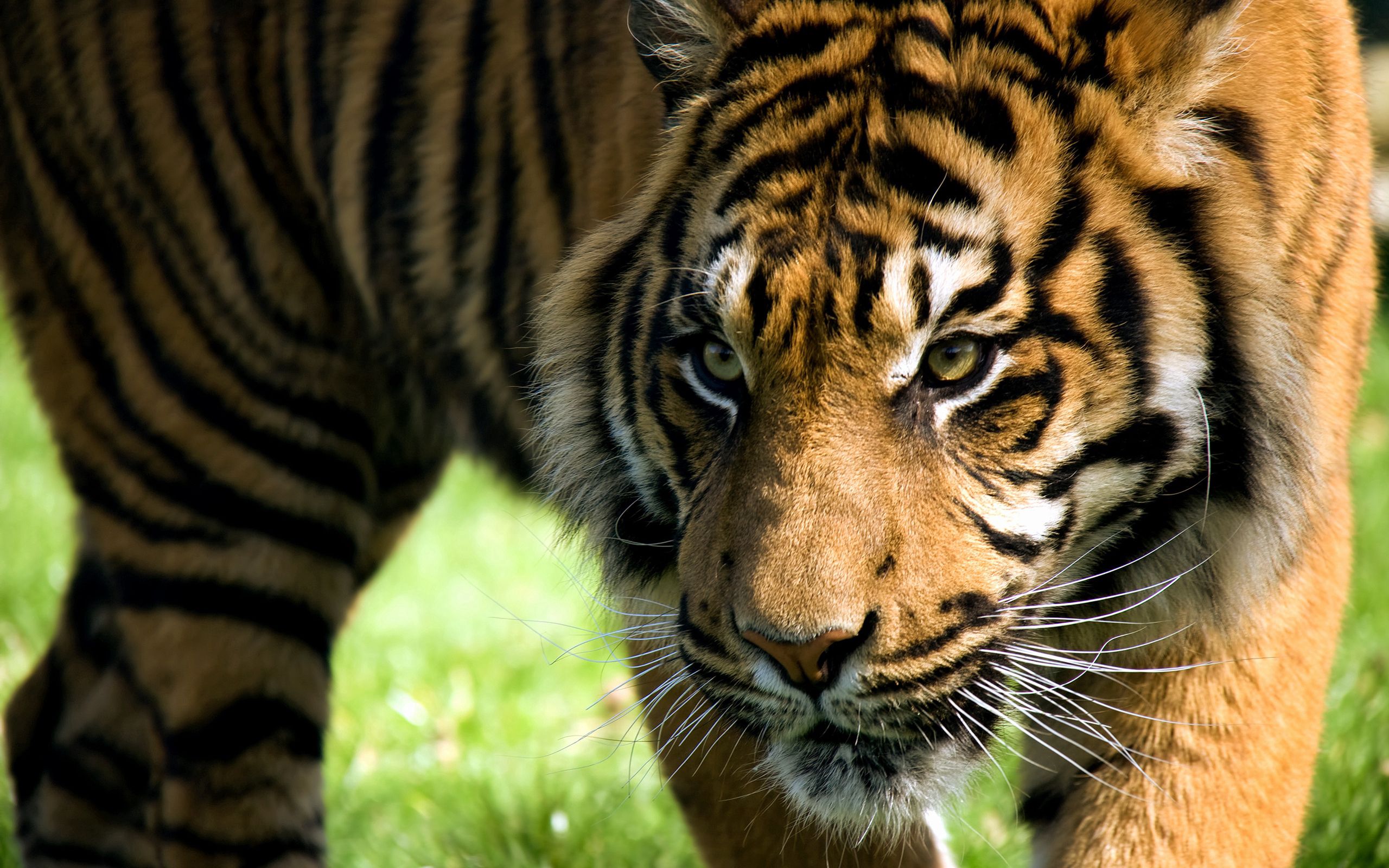 animals, aggression, striped, tiger, anger, amur tiger Smartphone Background
