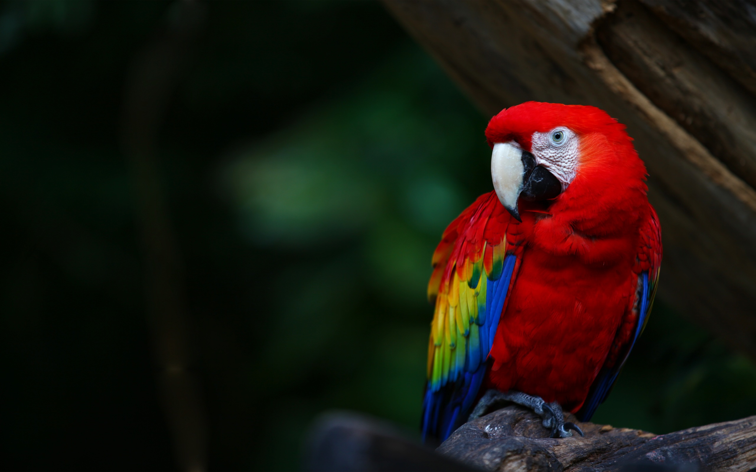 birds, animal, scarlet macaw, bird, macaw