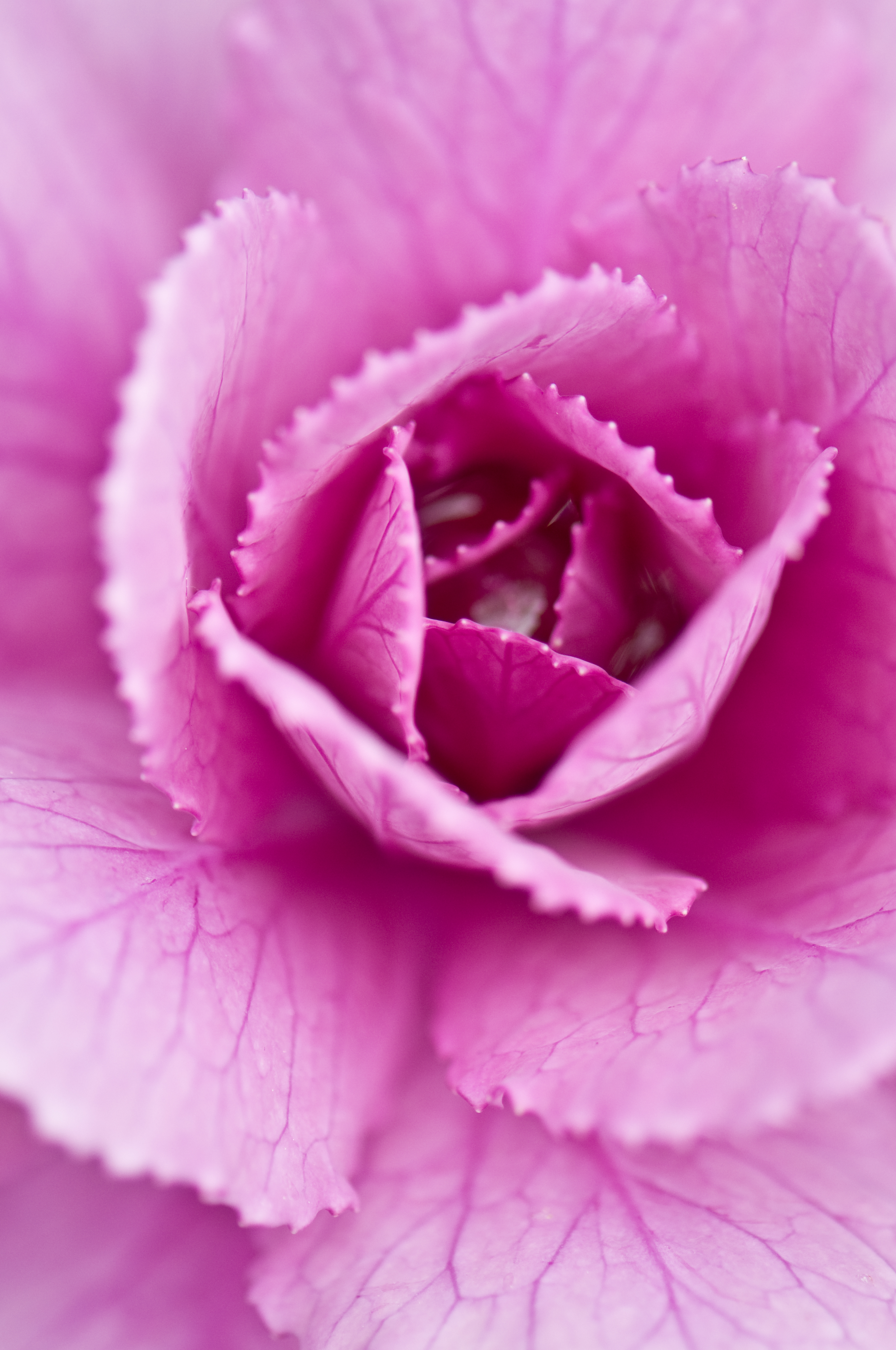 Download mobile wallpaper Pink Cabbage, Cabbage, Pink, Petals, Macro, Close Up for free.