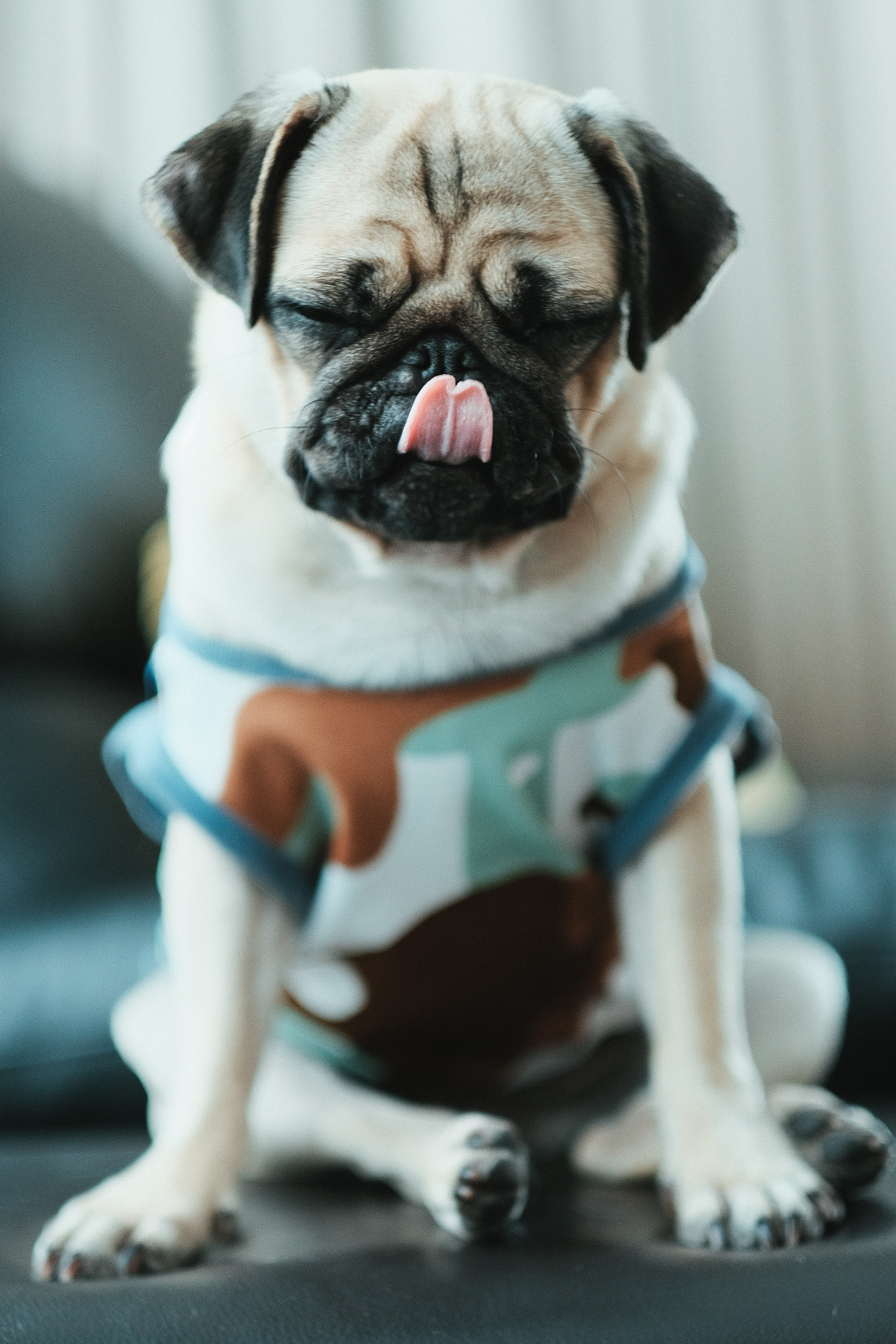 Download mobile wallpaper Pet, Dog, Puppy, Pug, Animals, Funny for free.