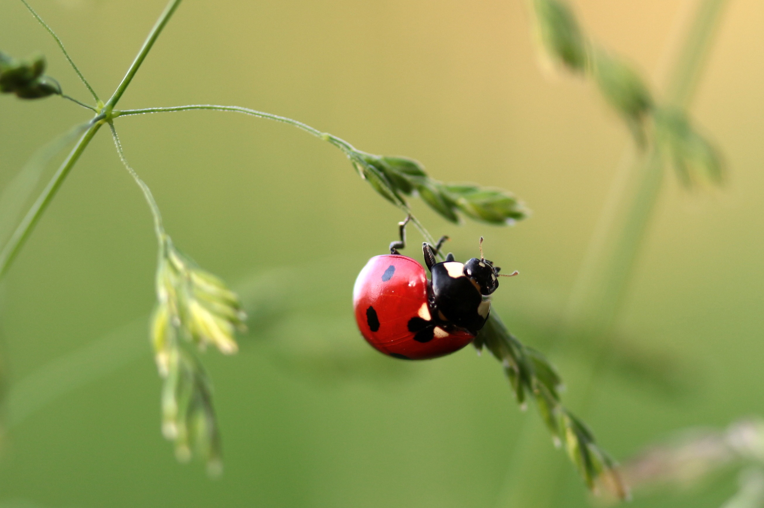 Full HD grass, macro, insect, ladybug, ladybird