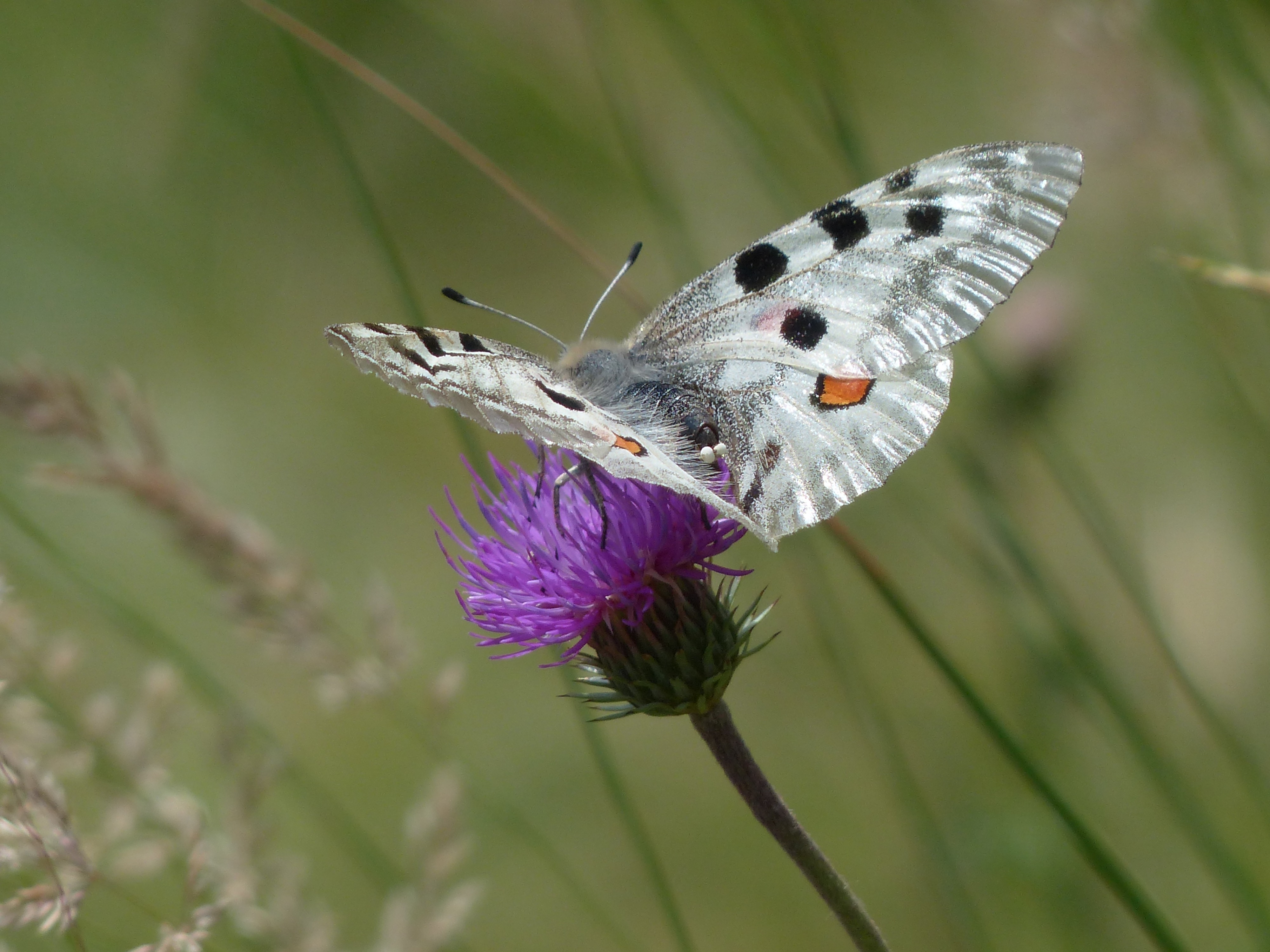 Free download wallpaper Flower, Macro, Wings, Butterfly on your PC desktop