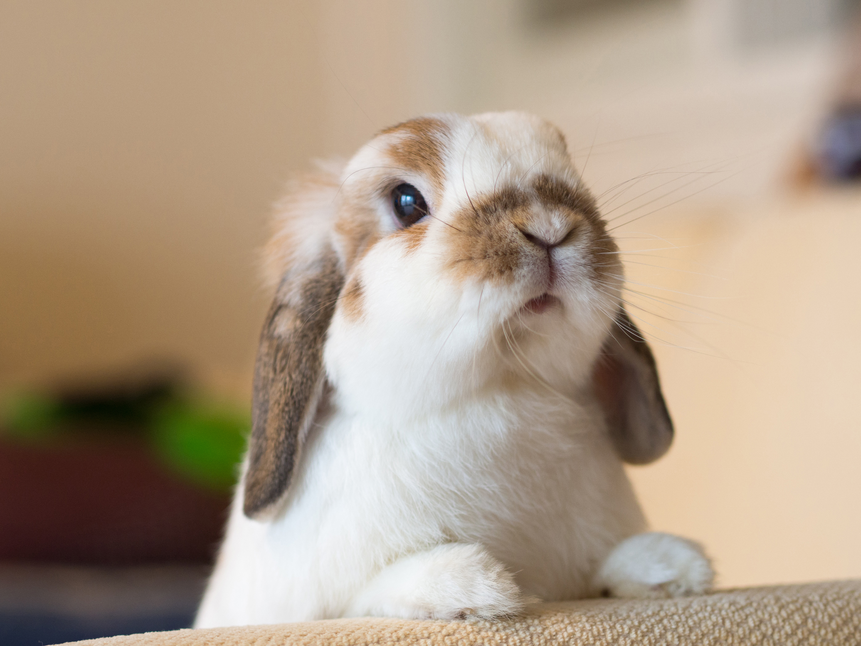Кролик с длинными ушами