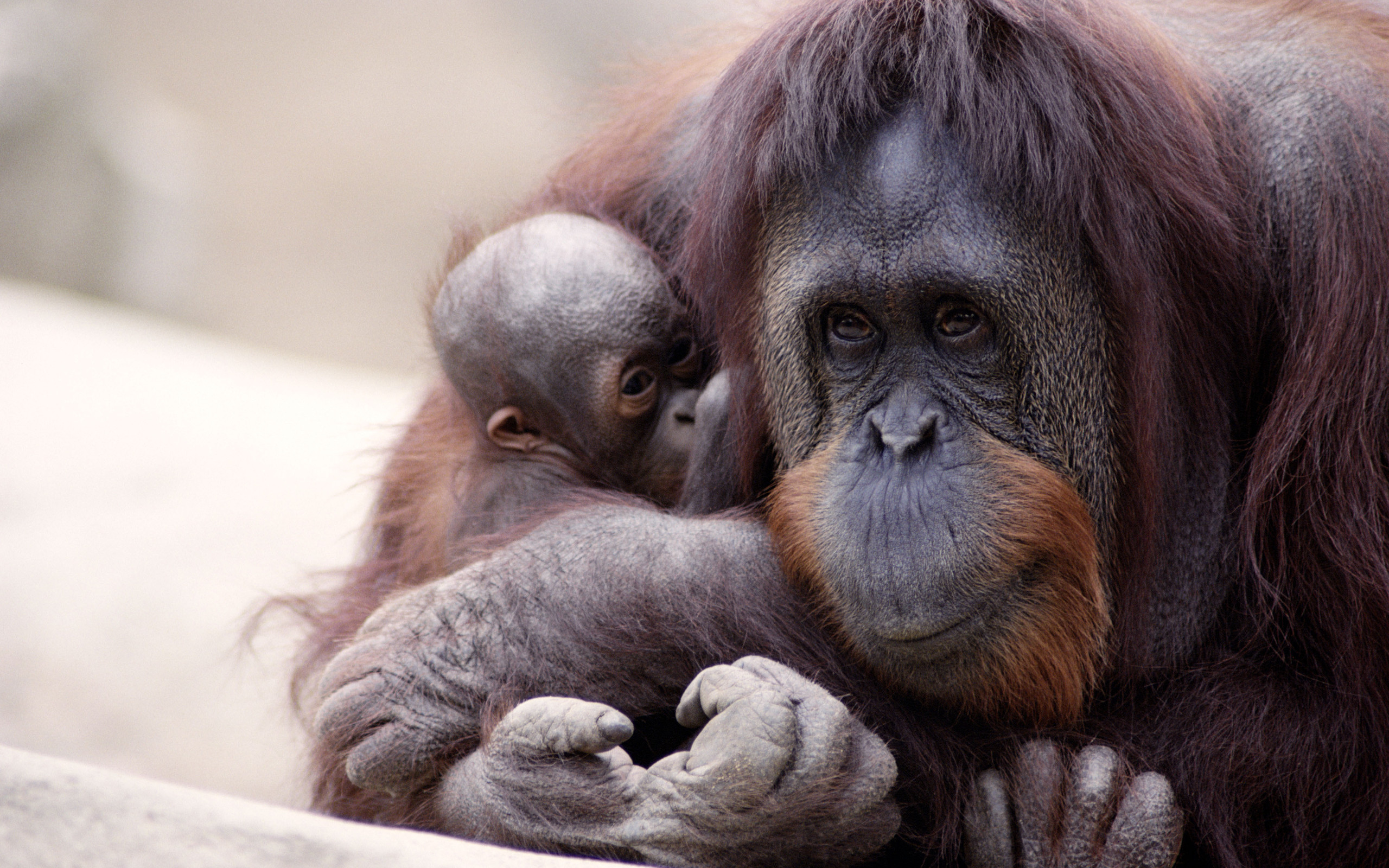 298419 télécharger l'image singes, animaux, orang outan - fonds d'écran et économiseurs d'écran gratuits