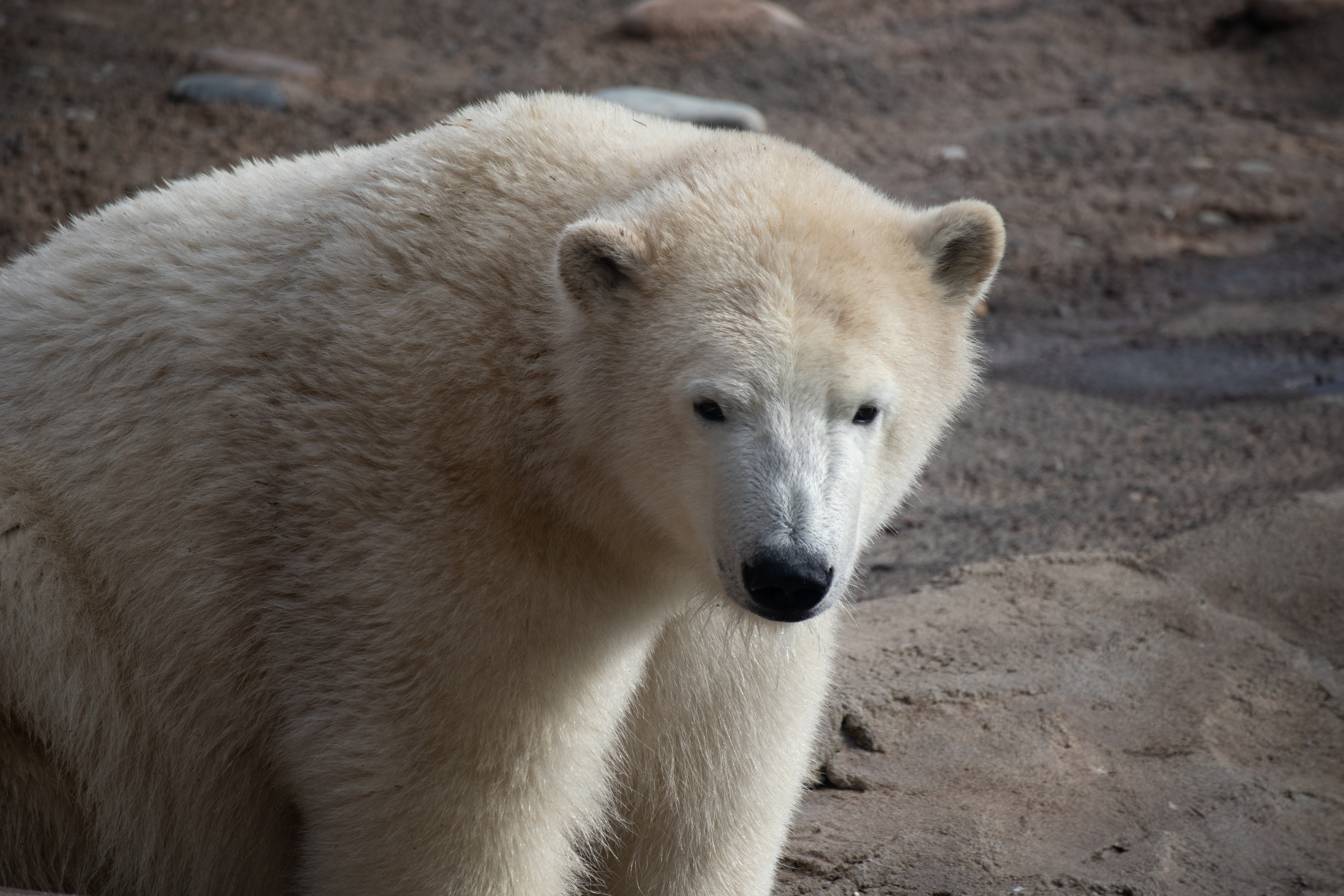 116887 скачать обои животное, полярный медведь, медведь, животные, белый - заставки и картинки бесплатно