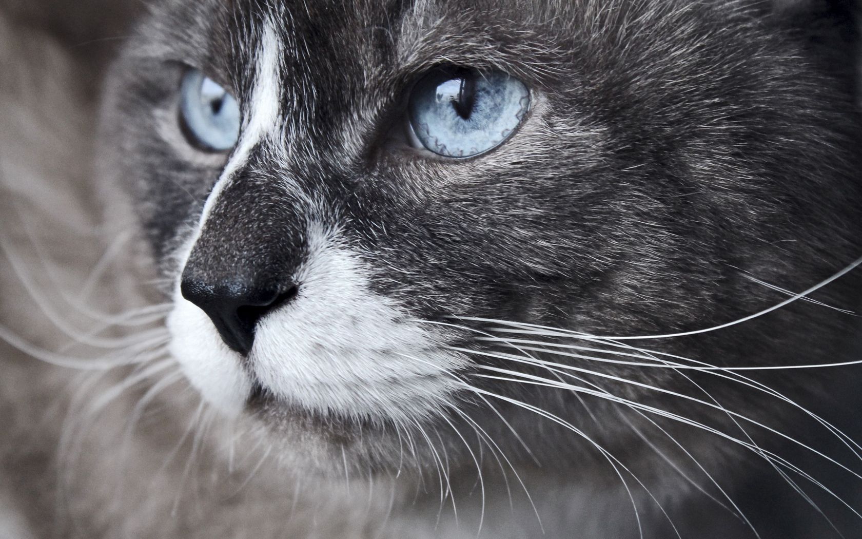 animals, cat, muzzle, close up, sight, opinion, blue eyed, observation 1080p