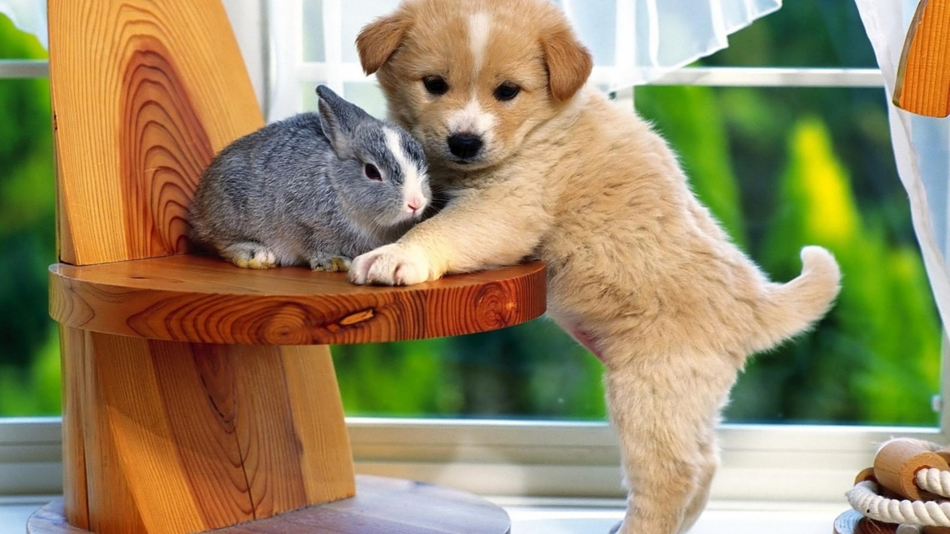 Handy-Wallpaper Tiere, Kaninchen, Hund, Süß, Welpe kostenlos herunterladen.