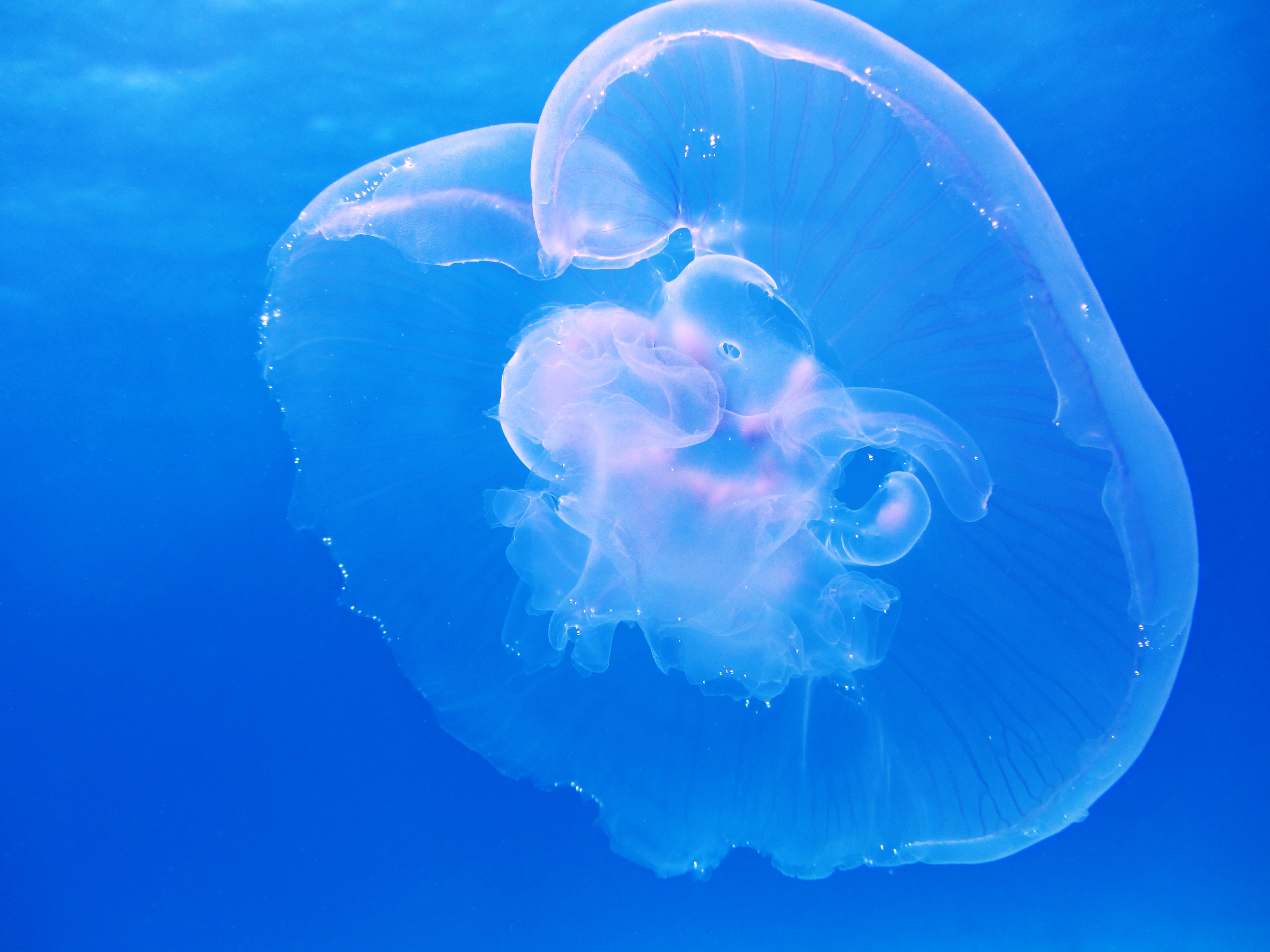 Download mobile wallpaper Animals, Jellyfish, Underwater World for free.