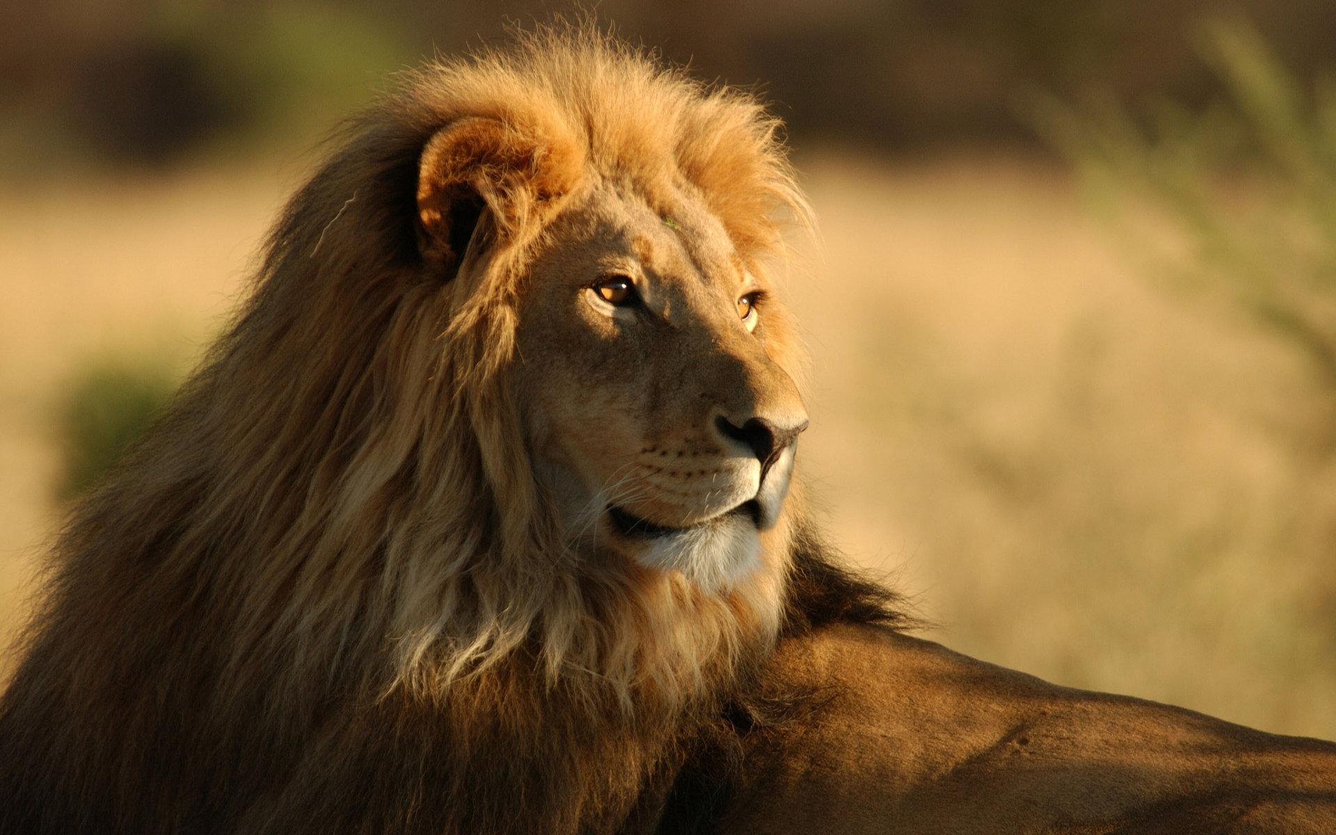 animals, lions, orange 1080p