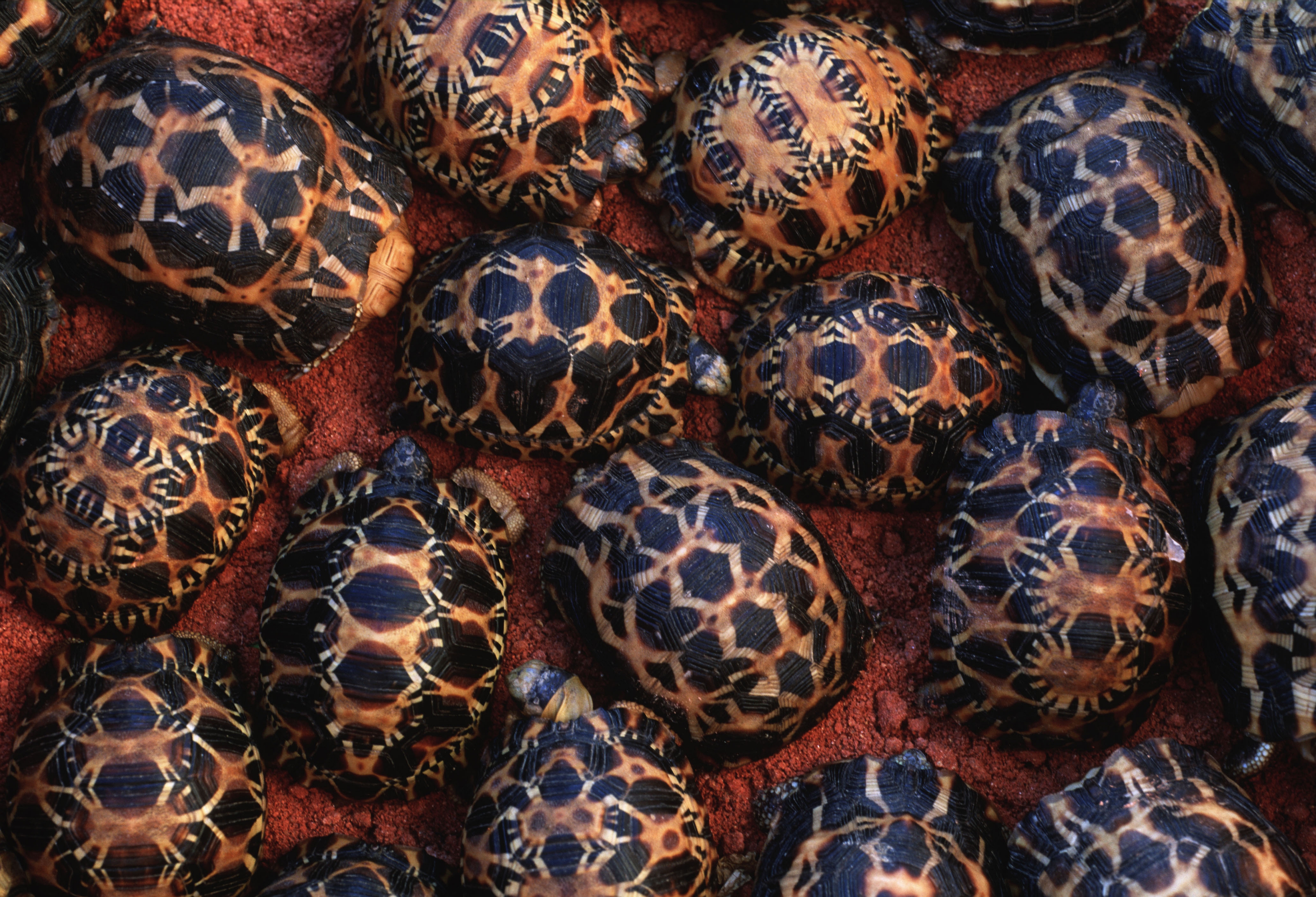 Best Mobile Spider Tortoise Backgrounds