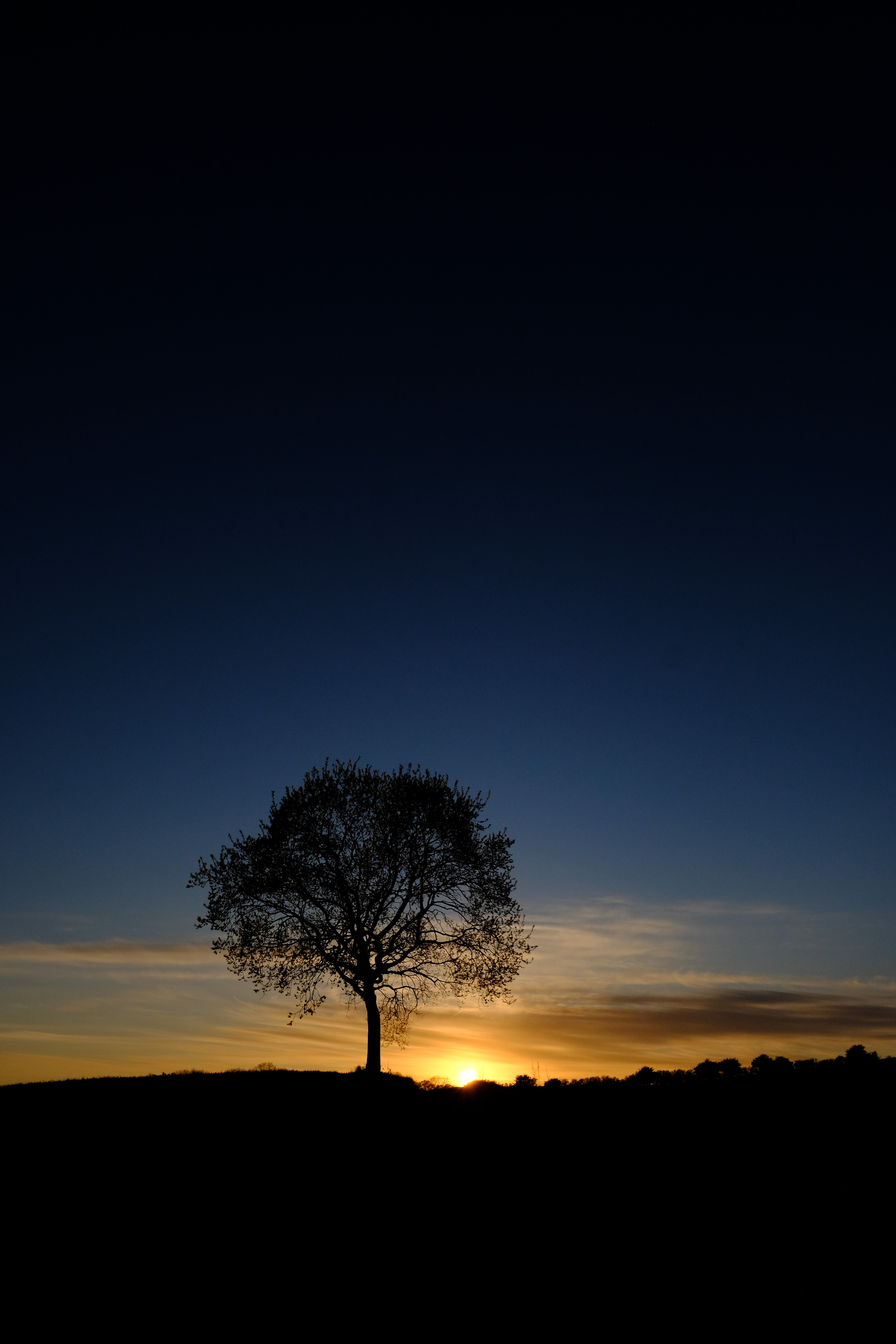 Mobile wallpaper nature, tree, sunset, sky, silhouette, wood, branches