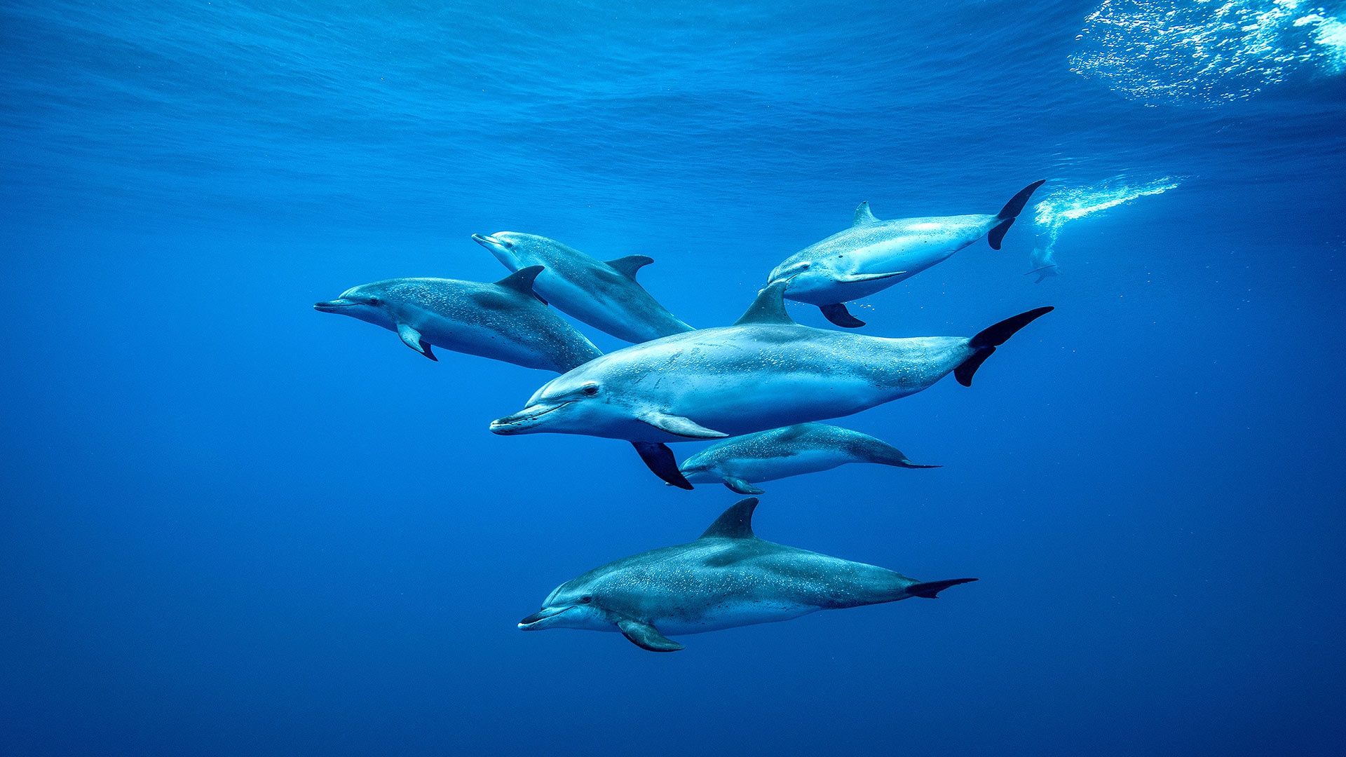 Дельфины Атлантического океана