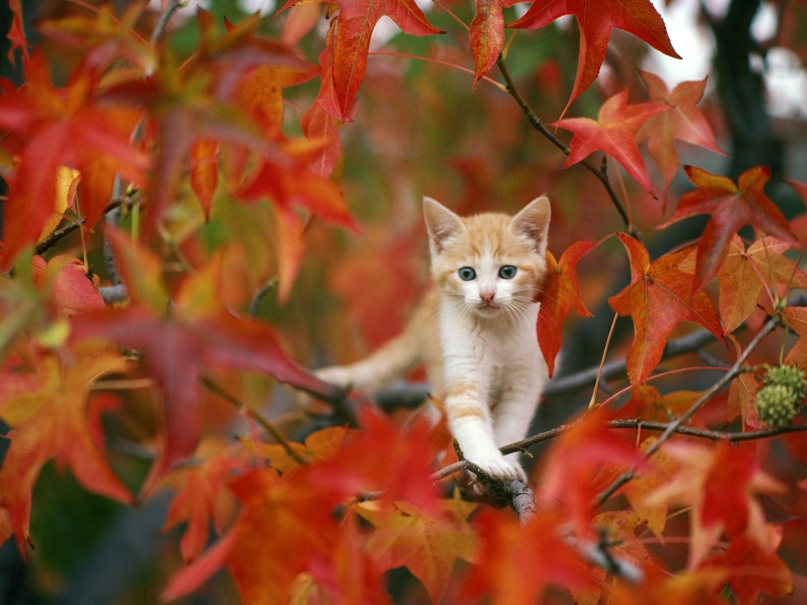 Download mobile wallpaper Kitty, Kitten, Hide, Leaves, Animals for free.