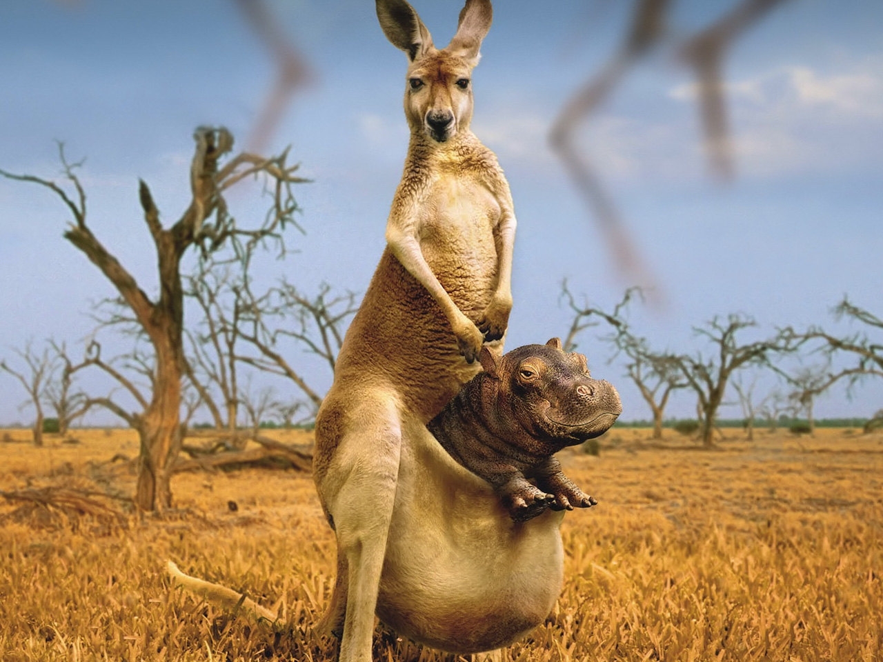 Kangaroo Wallpapers  Top Free Kangaroo Backgrounds  WallpaperAccess