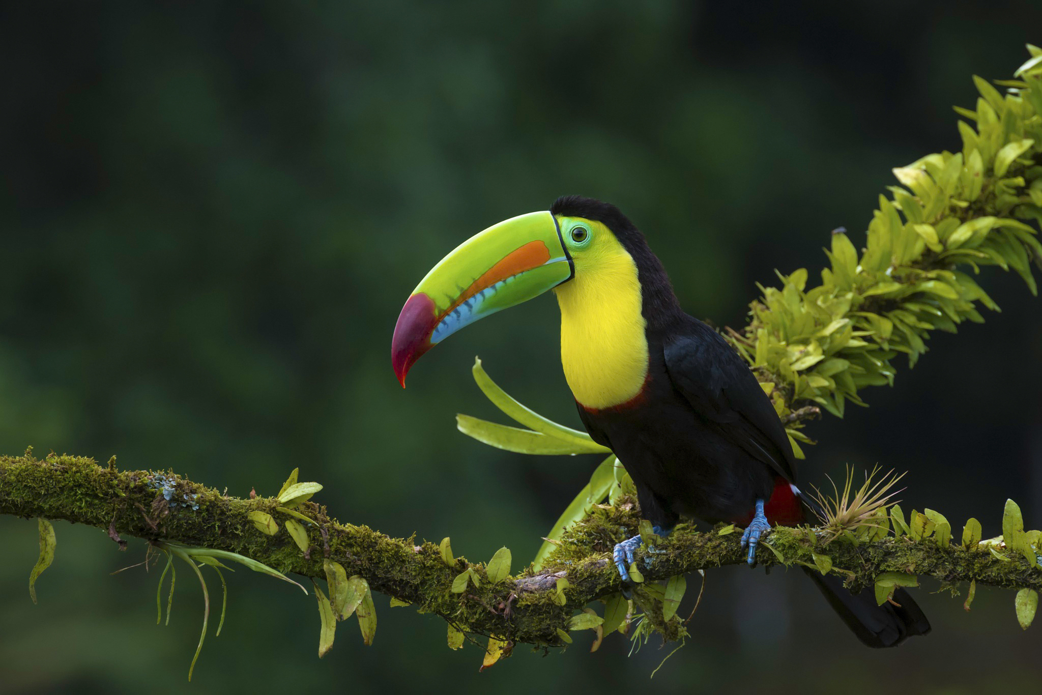 Download mobile wallpaper Birds, Bird, Beak, Branch, Colors, Animal, Toucan for free.