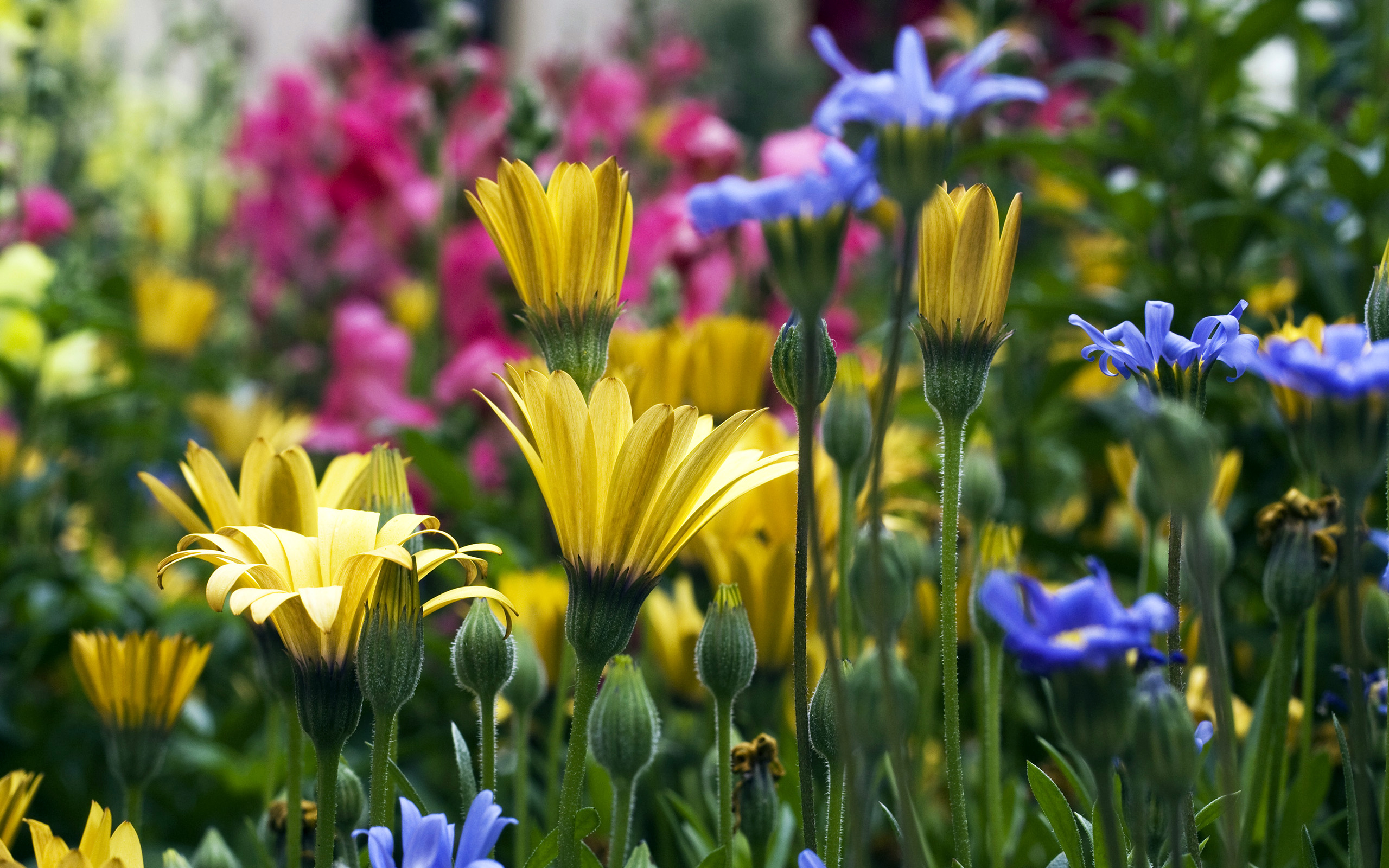 167544 免費下載壁紙 自然, 花, 科罗拉多州, 花园, 花卉 屏保和圖片