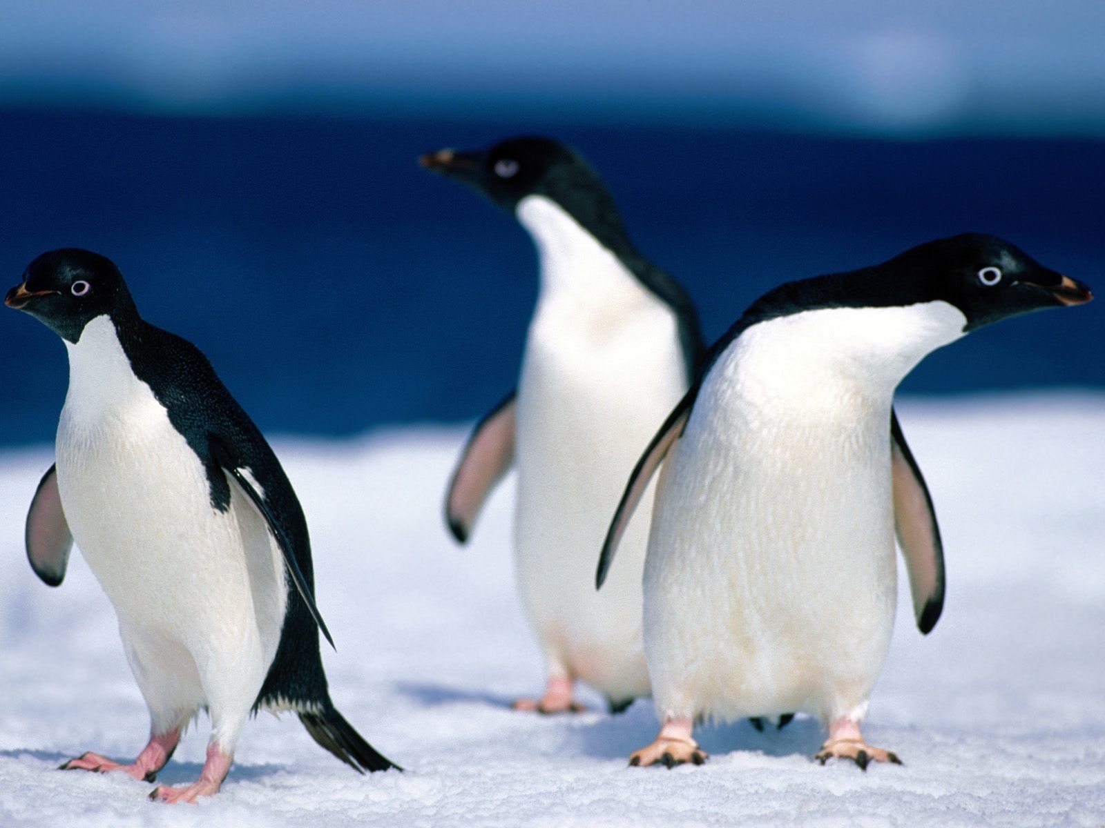 4944 скачать обои животные, пингвины, синие - заставки и картинки бесплатно