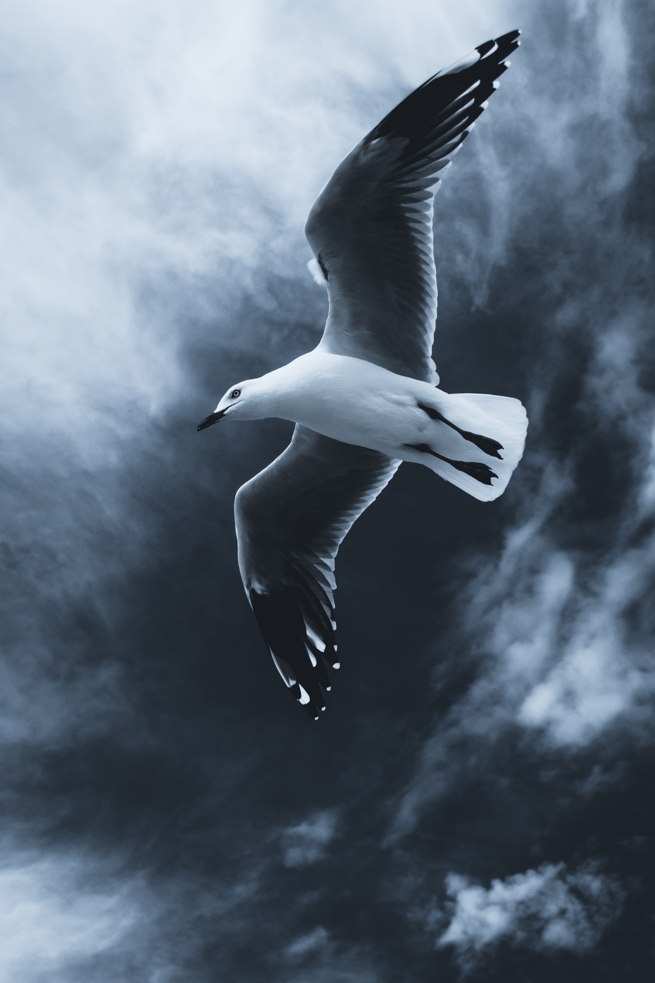 Popular Seagull Image for Phone