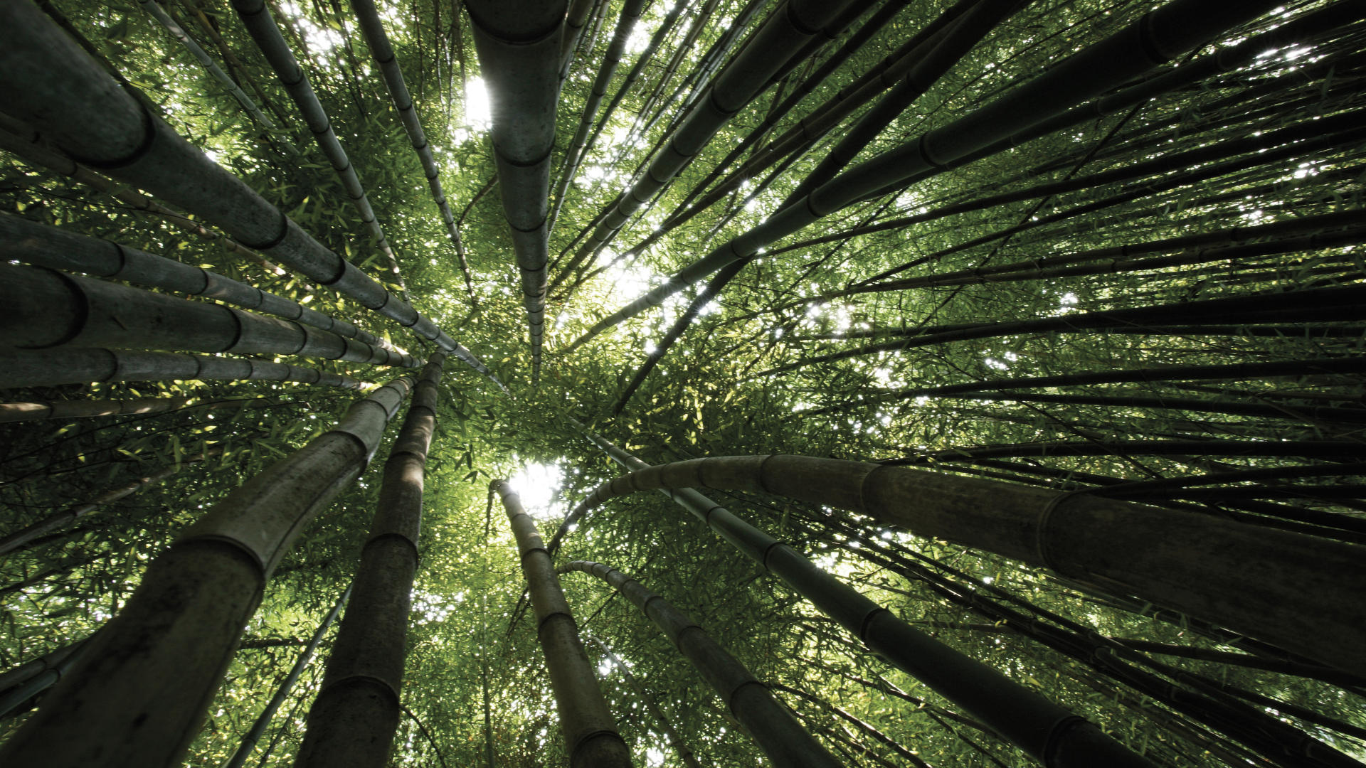 160425 скачать картинку лес, бамбук, земля/природа - обои и заставки бесплатно