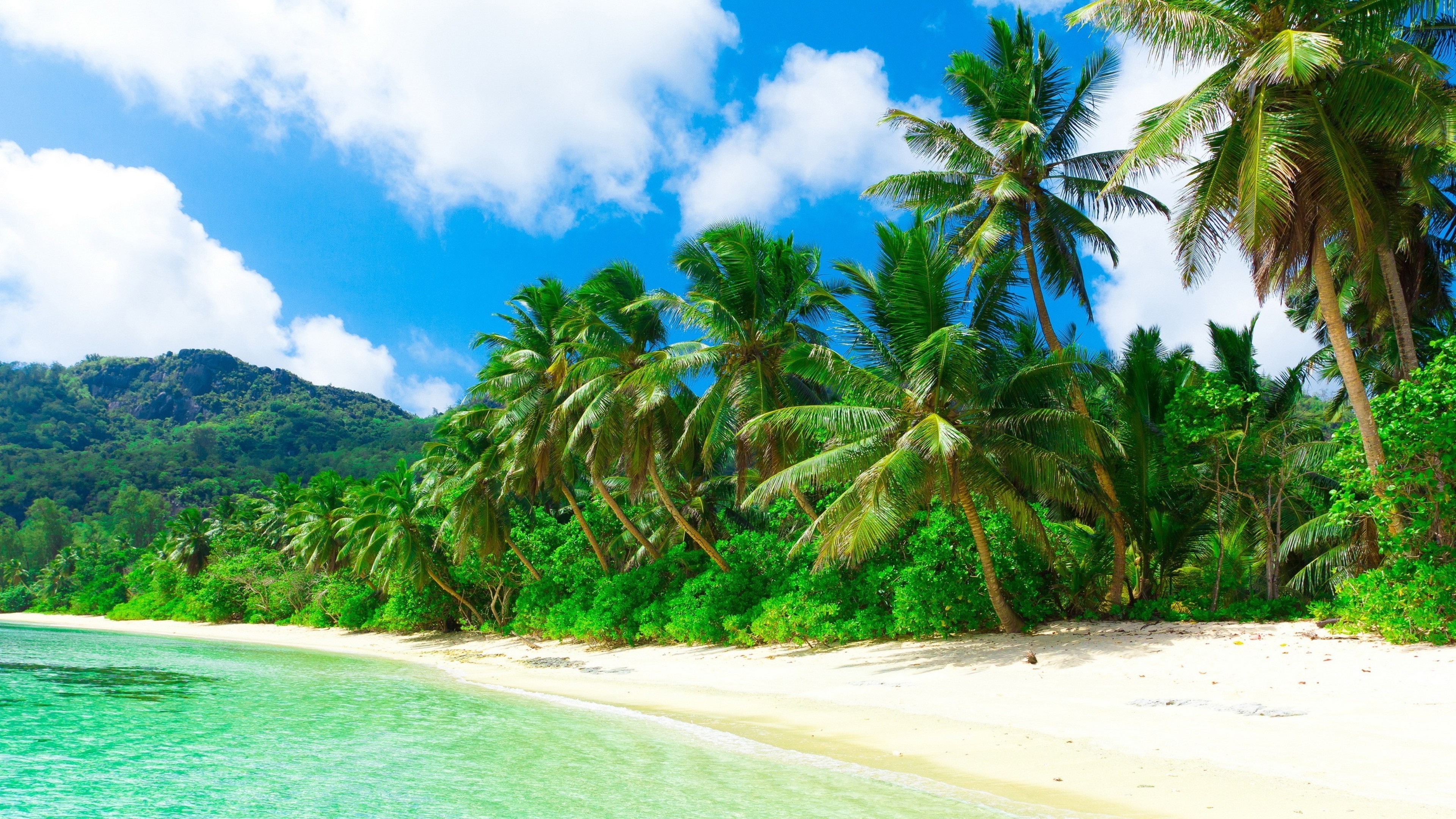 Téléchargez des papiers peints mobile Tropiques, Tropical, Terre/nature, Ile, Palmier gratuitement.