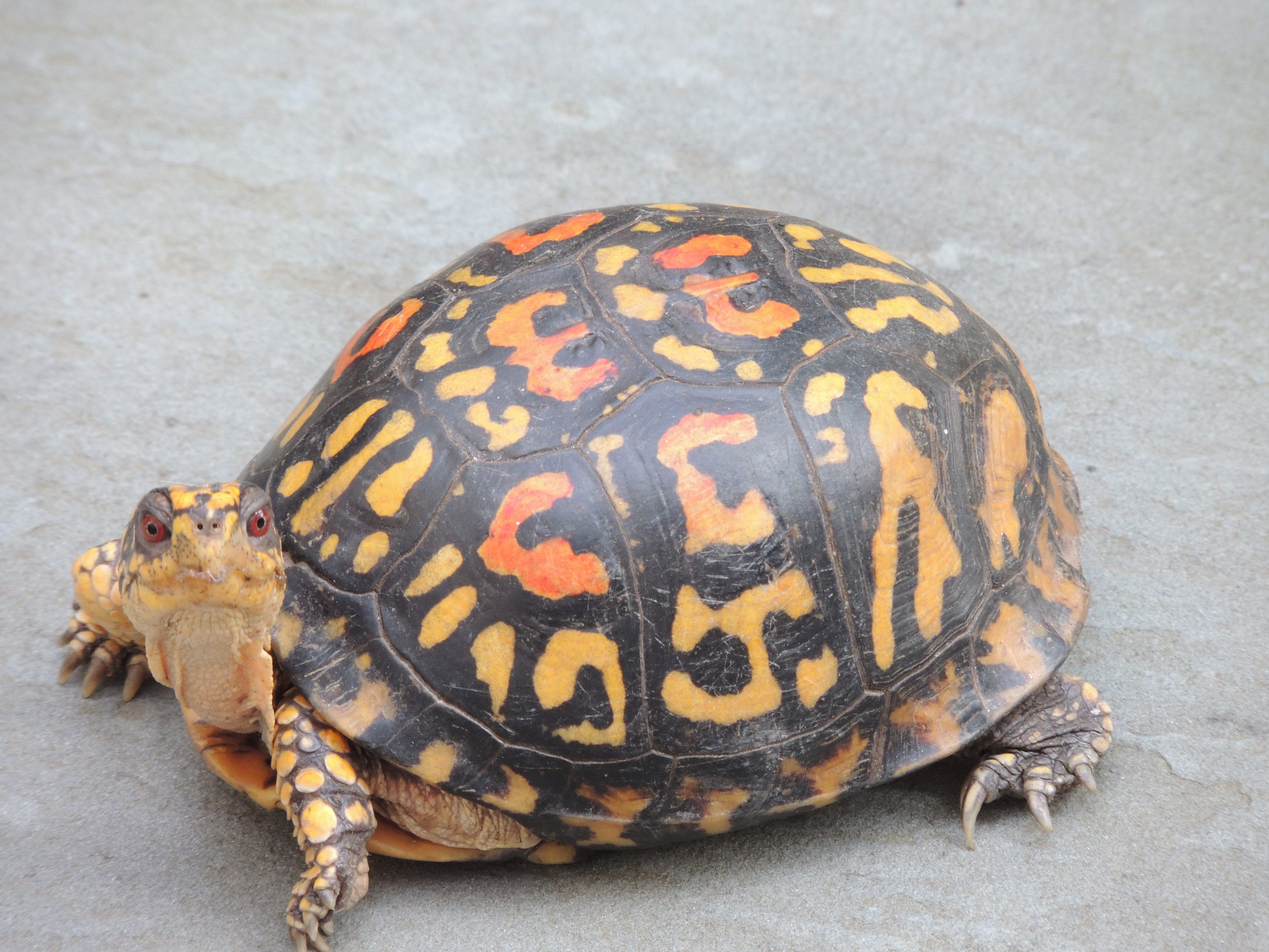 4 черепахи. Животные в питоне черепашка. Заставка на айфон черепаха. Turtle Python Pumpkin. Turtle Python background image.