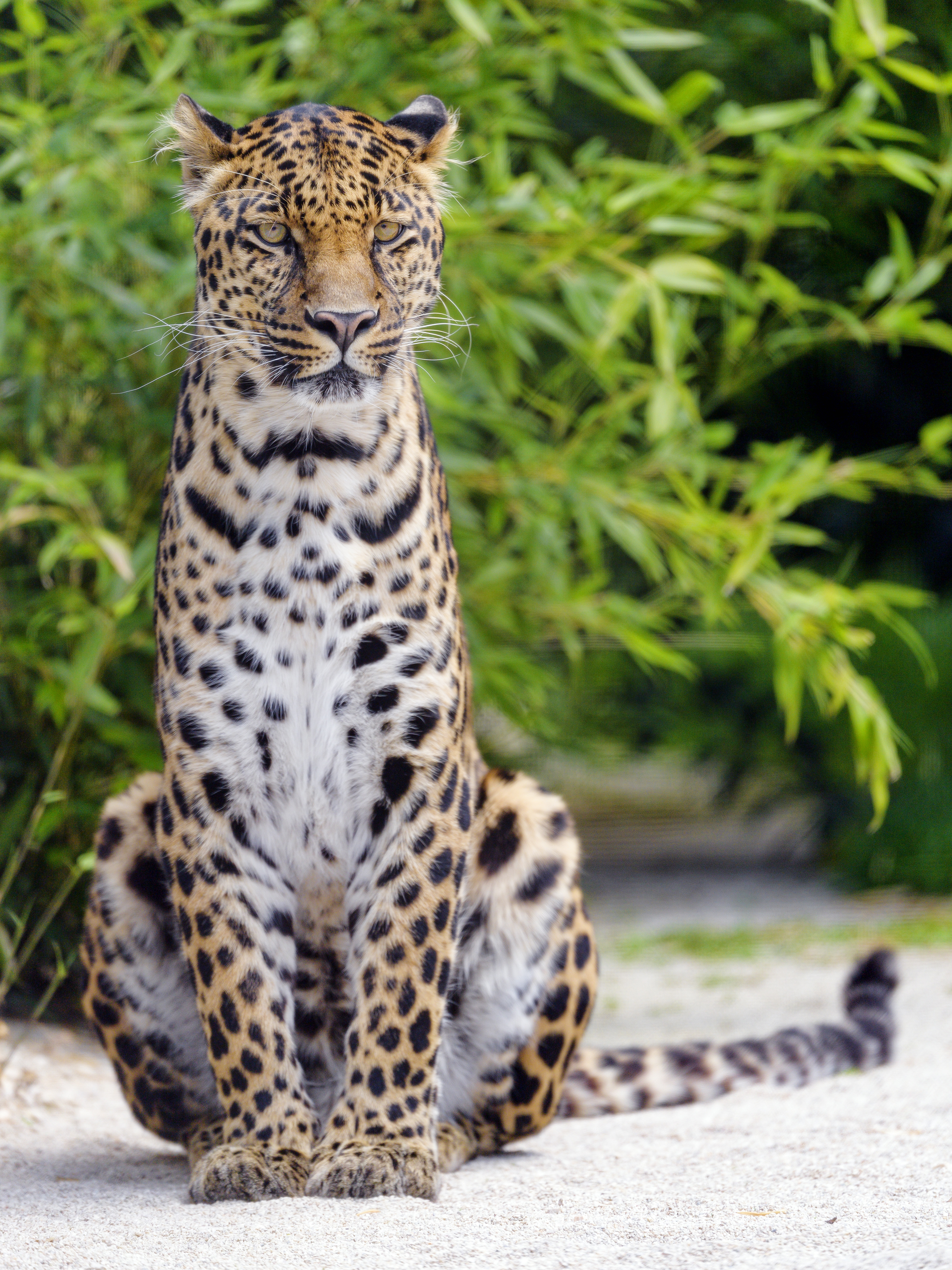 Download mobile wallpaper Leopard, Opinion, Sight, Animals, Big Cat, Predator for free.