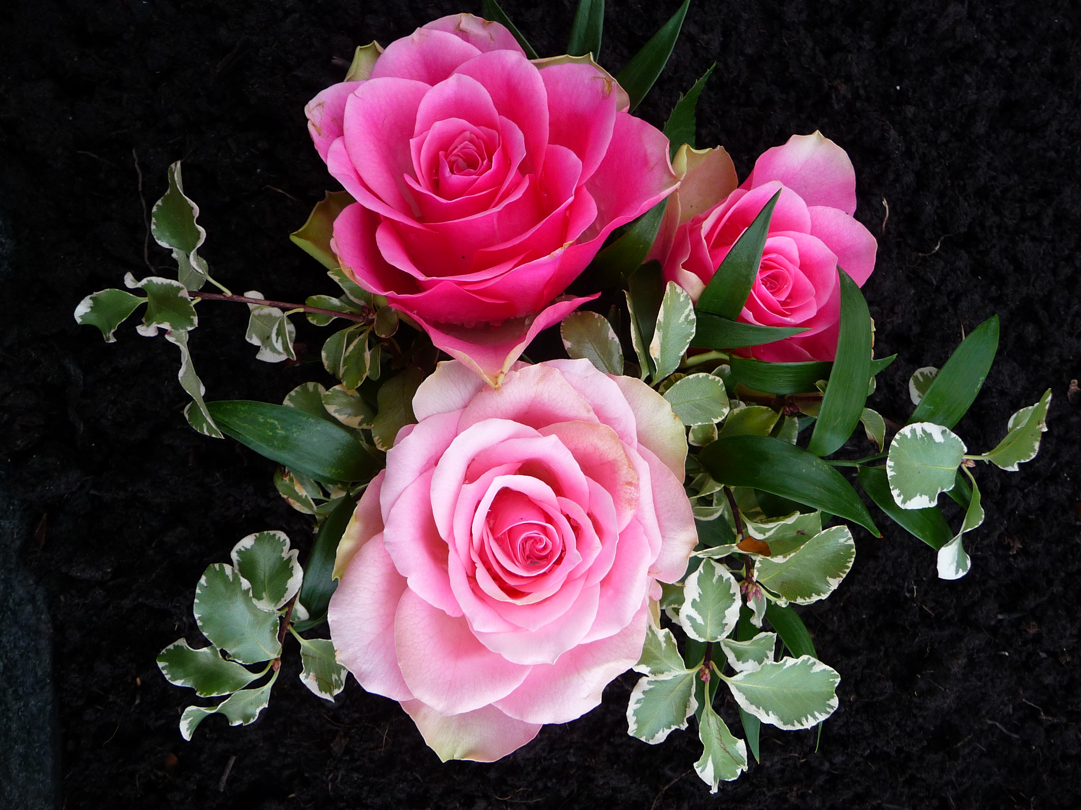 386609 завантажити шпалери рожева квітка, квітка, земля, роза, листок, рожева троянда, флауерзи - заставки і картинки безкоштовно