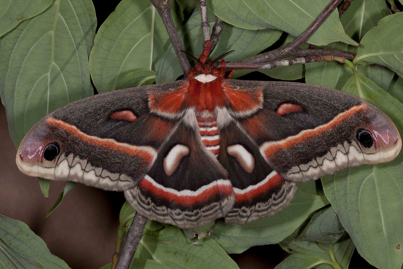 cecropia moth, animal, insect, leaf, moth, nature, red phone background