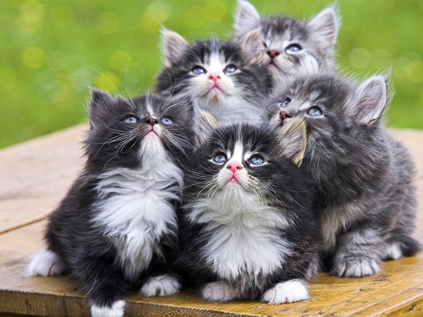 Скачать картинку Животные, Кошки (Коты Котики) в телефон бесплатно.