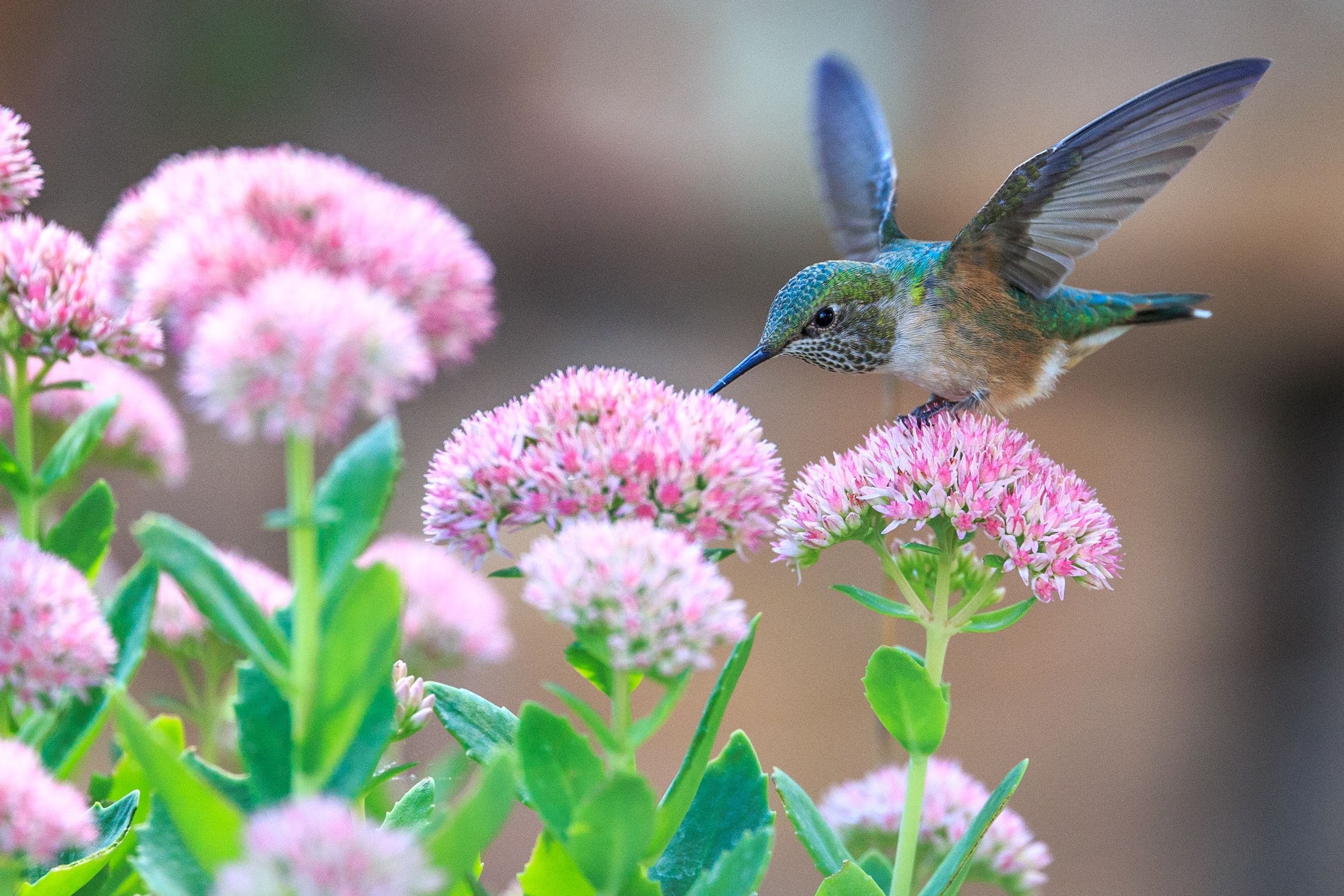 Колибри опыляют растения