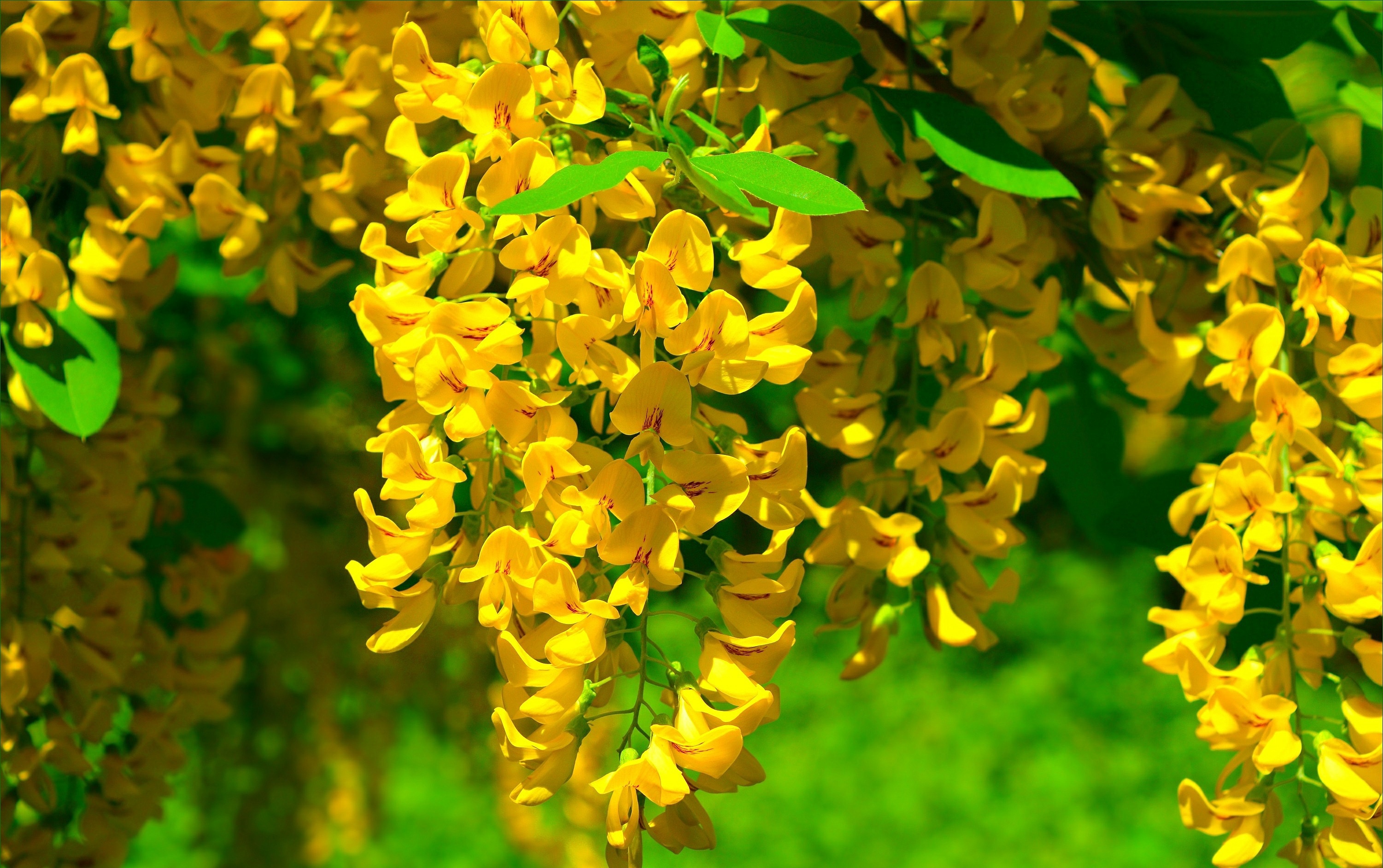 flowers, earth, wisteria, blossom, flower, yellow flower cell phone wallpapers