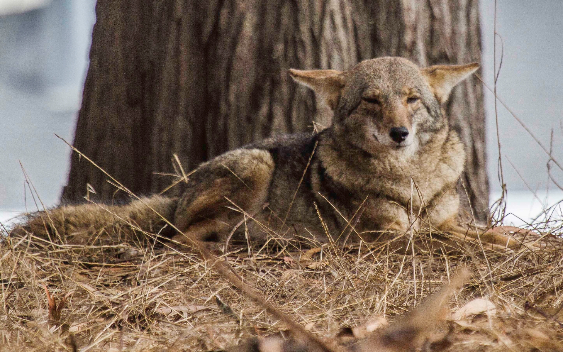 662541 télécharger l'image animaux, coyote, canin - fonds d'écran et économiseurs d'écran gratuits