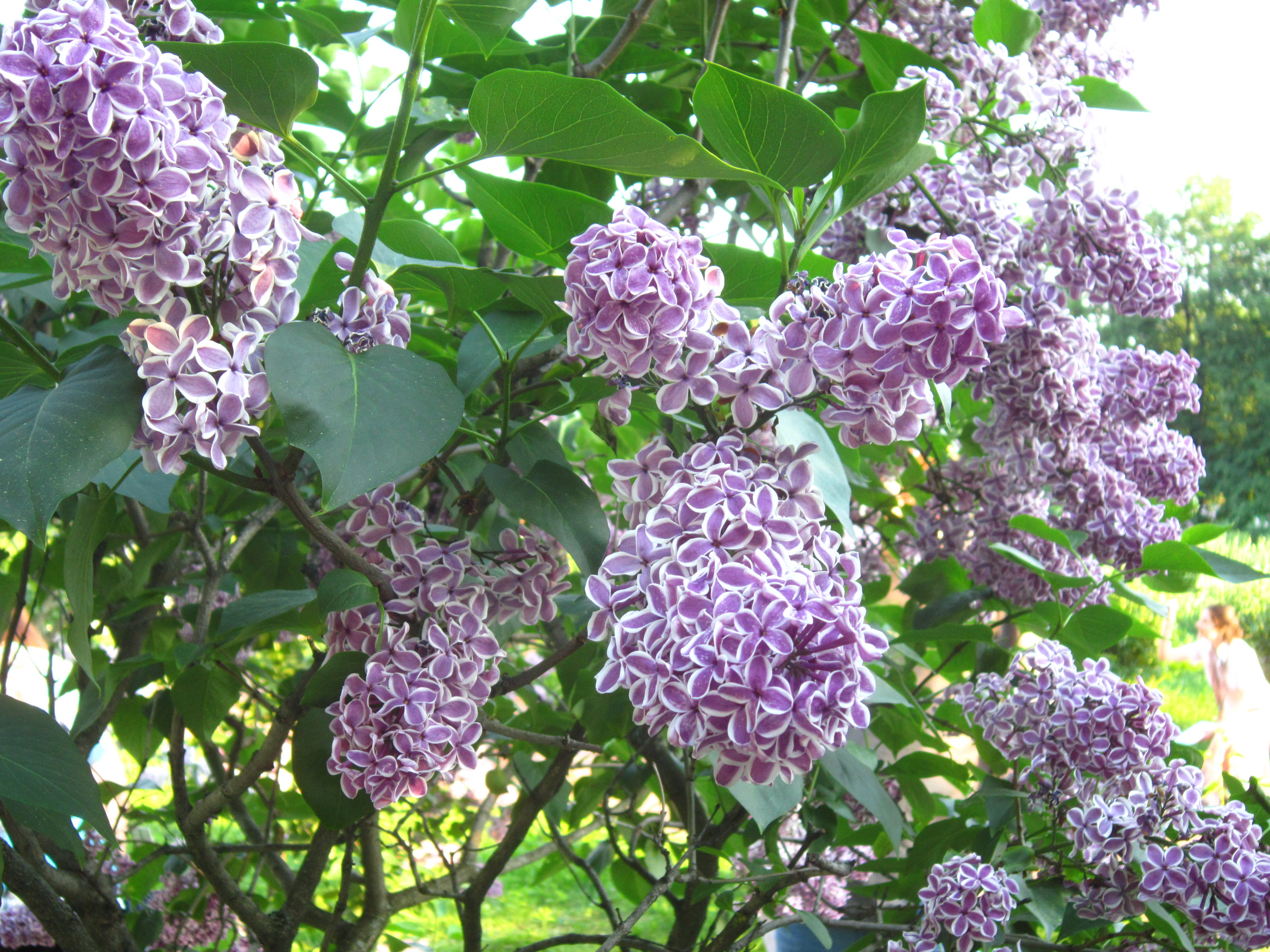 Handy-Wallpaper Blumen, Lilac, Pflanzen kostenlos herunterladen.