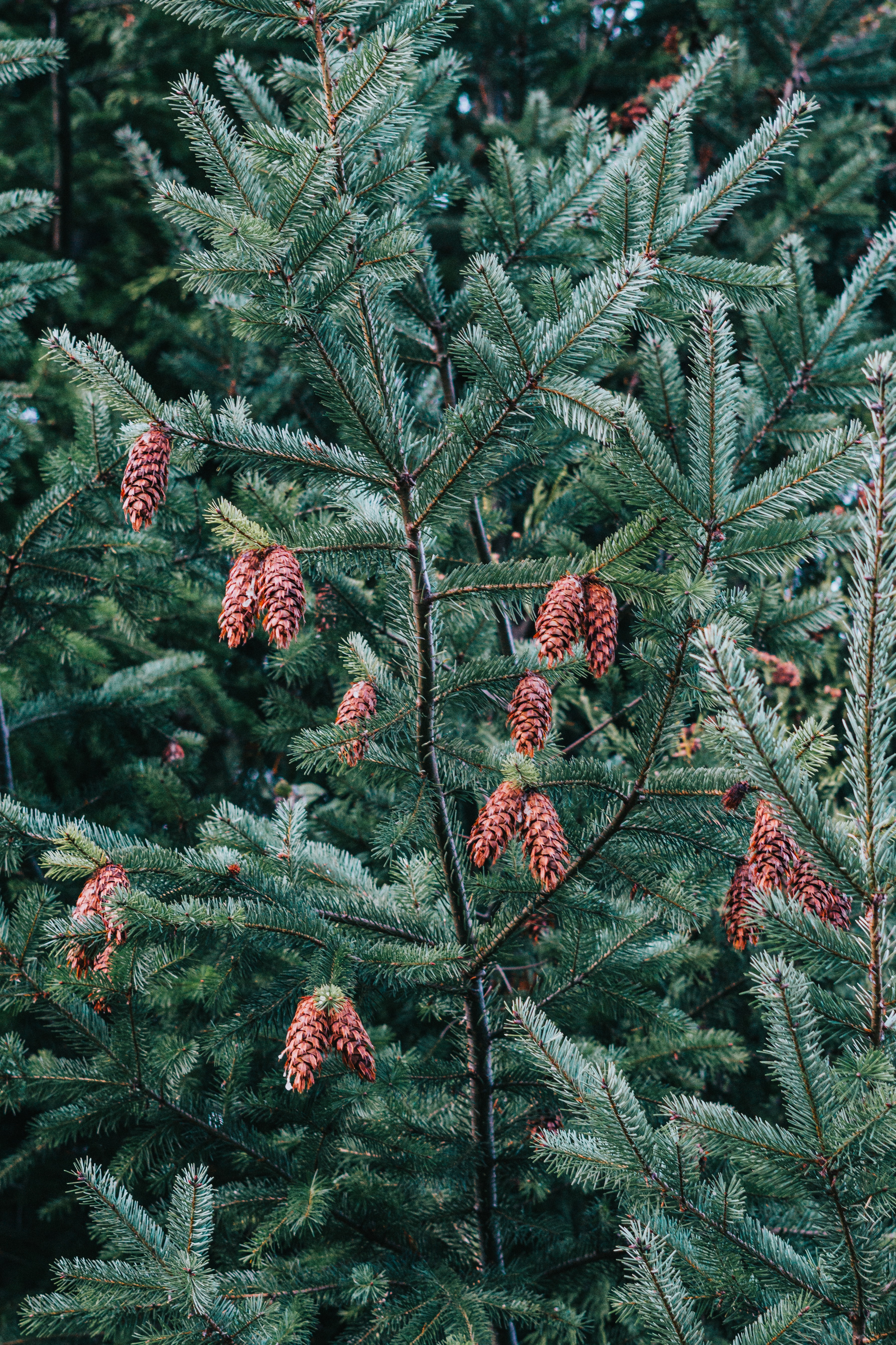 nature, cones, pine, plant, wood, tree, needles wallpaper for mobile